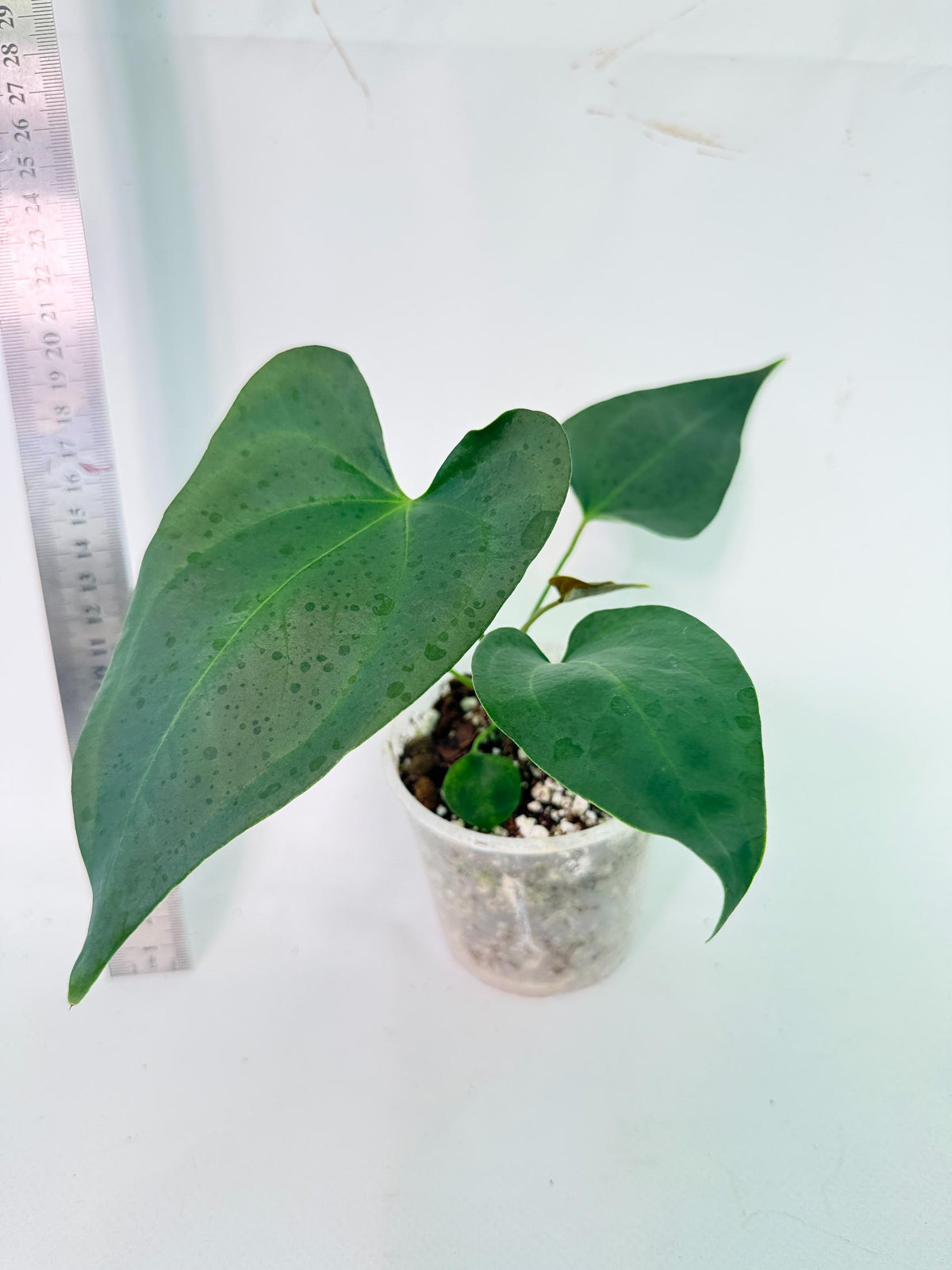 Anthurium Nigrolaminum Gigi 1