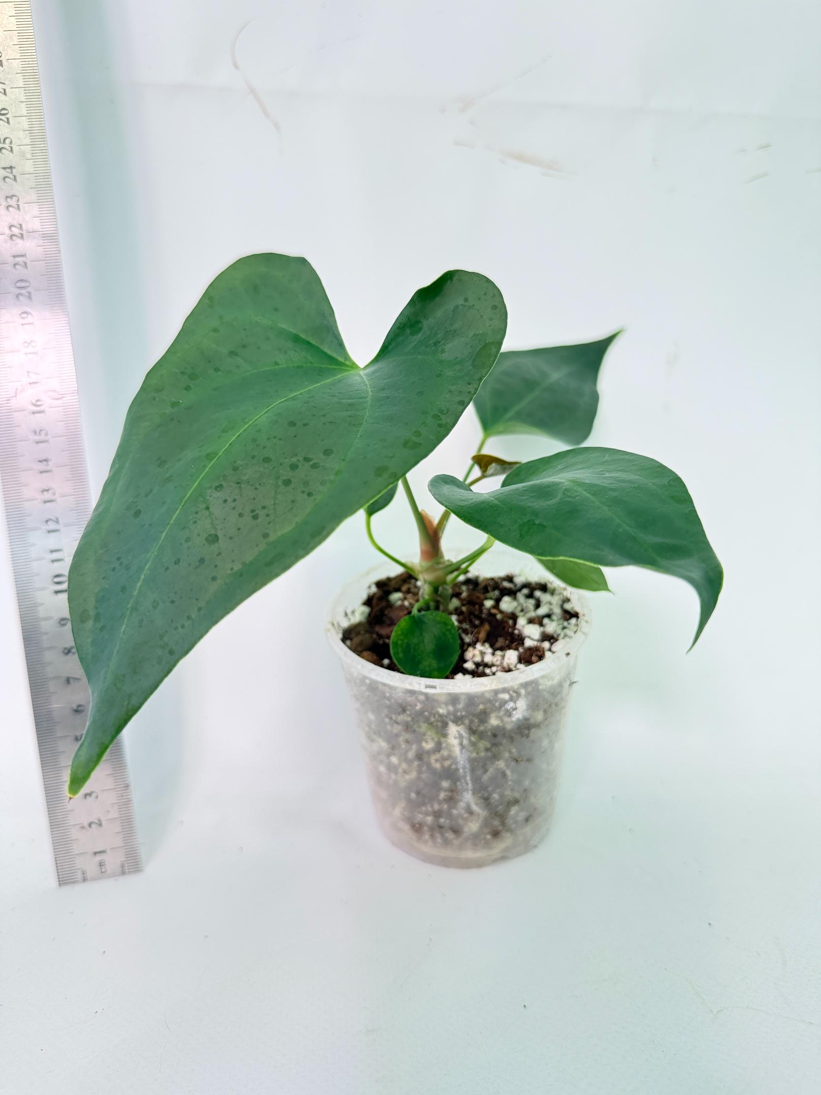 Anthurium Nigrolaminum Gigi 5