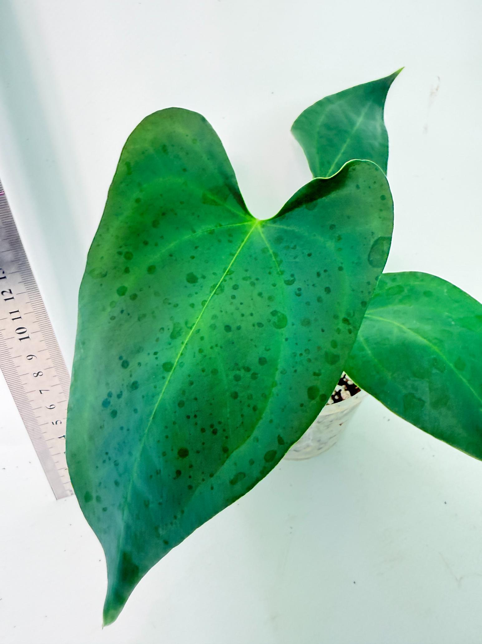 Anthurium Nigrolaminum Gigi 6
