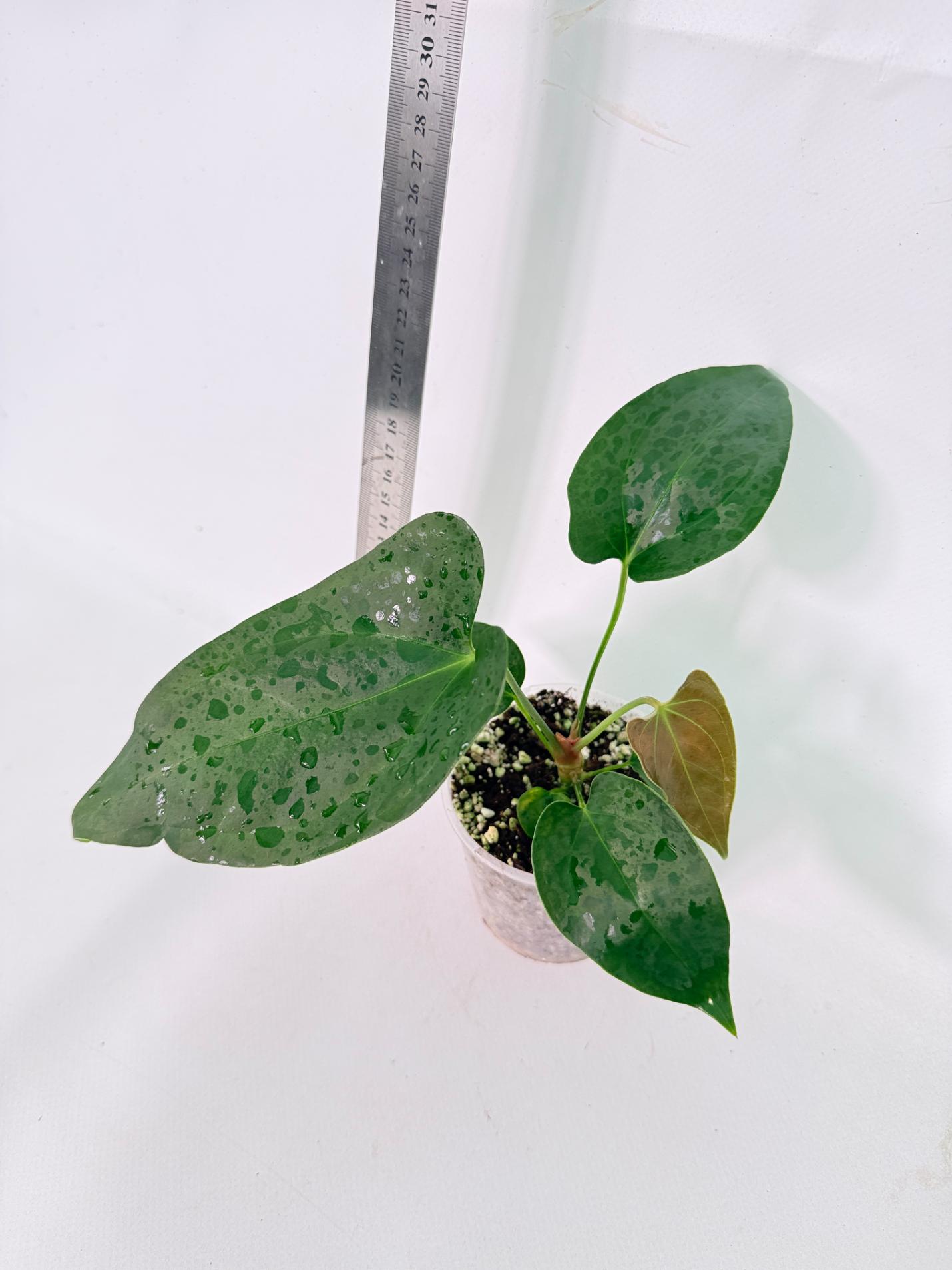 Anthurium Nigrolaminum  Gigi 5