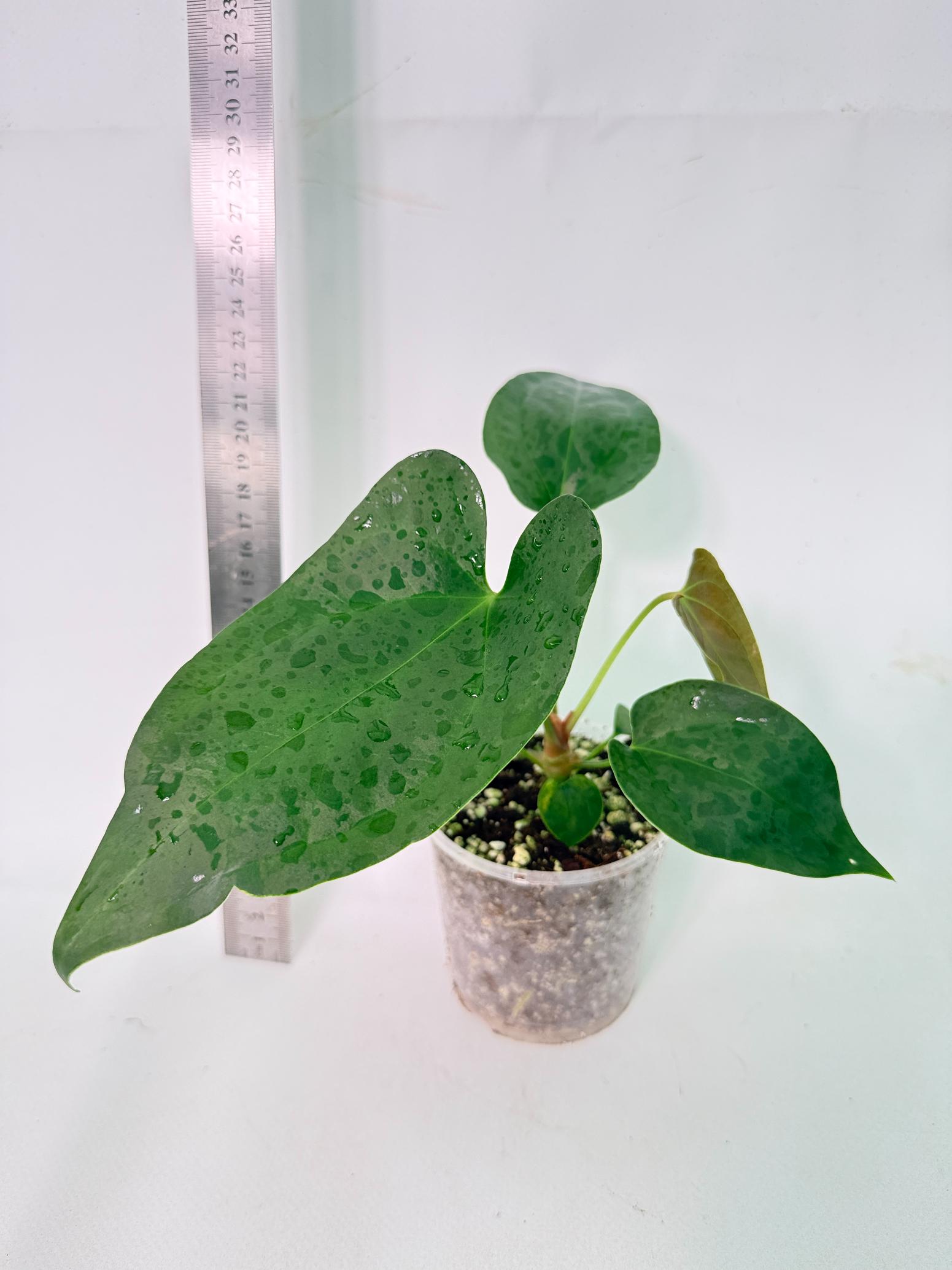 Anthurium Nigrolaminum  Gigi 1