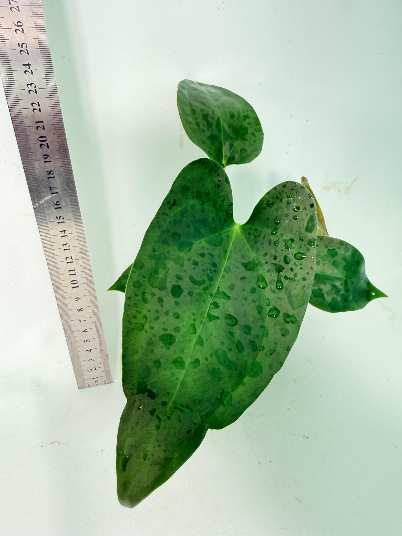 Anthurium Nigrolaminum  Gigi 6