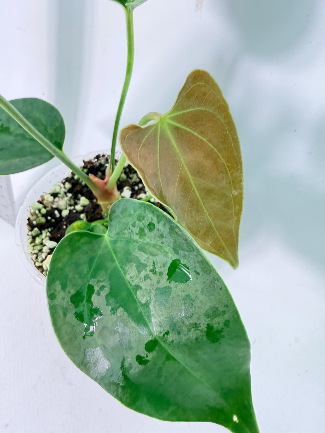 Anthurium Nigrolaminum  Gigi 4