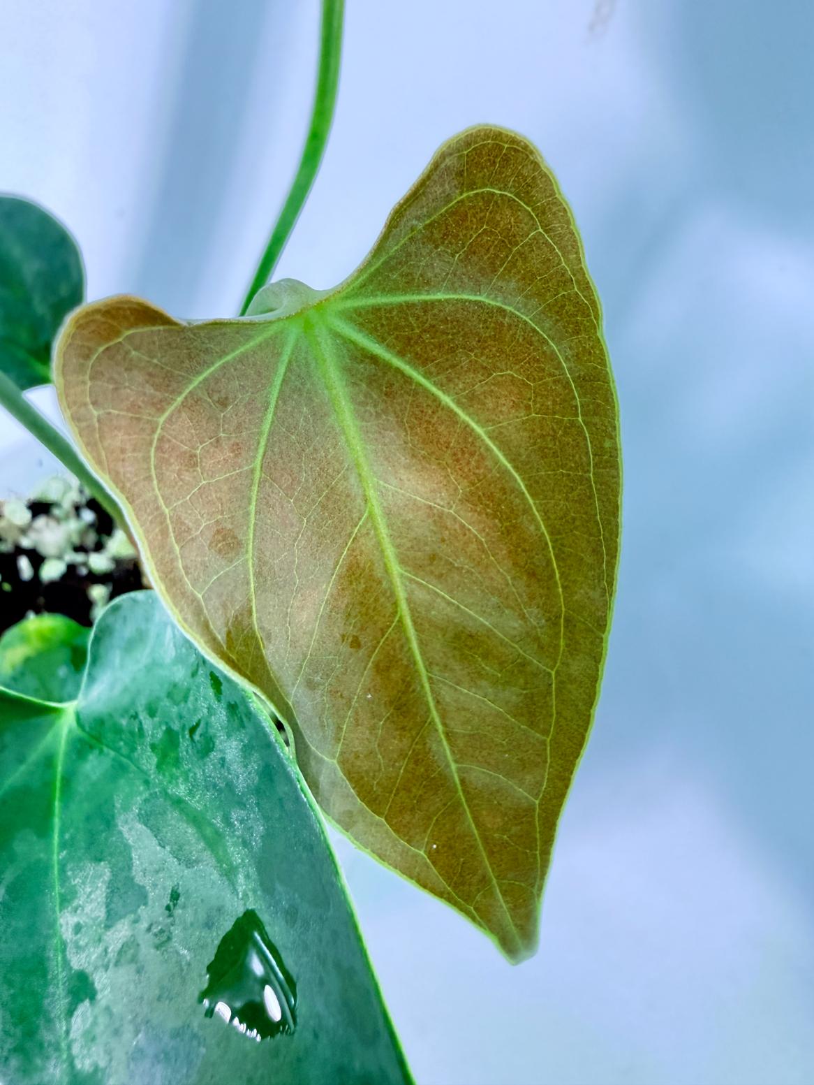 Anthurium Nigrolaminum  Gigi 2