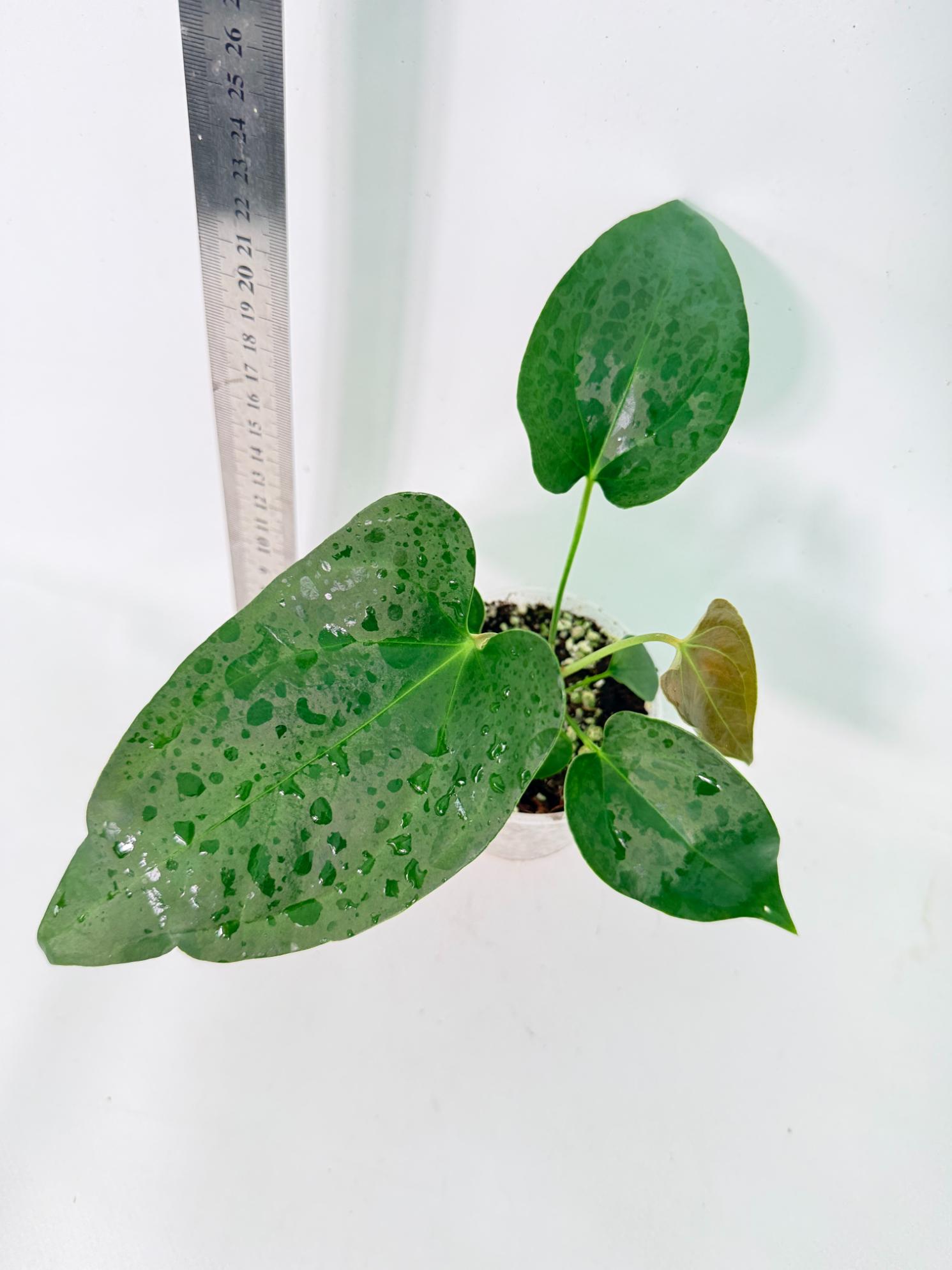 Anthurium Nigrolaminum  Gigi 7