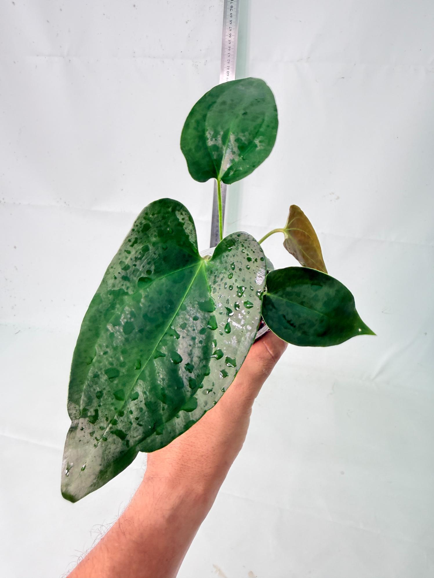Anthurium Nigrolaminum  Gigi 3