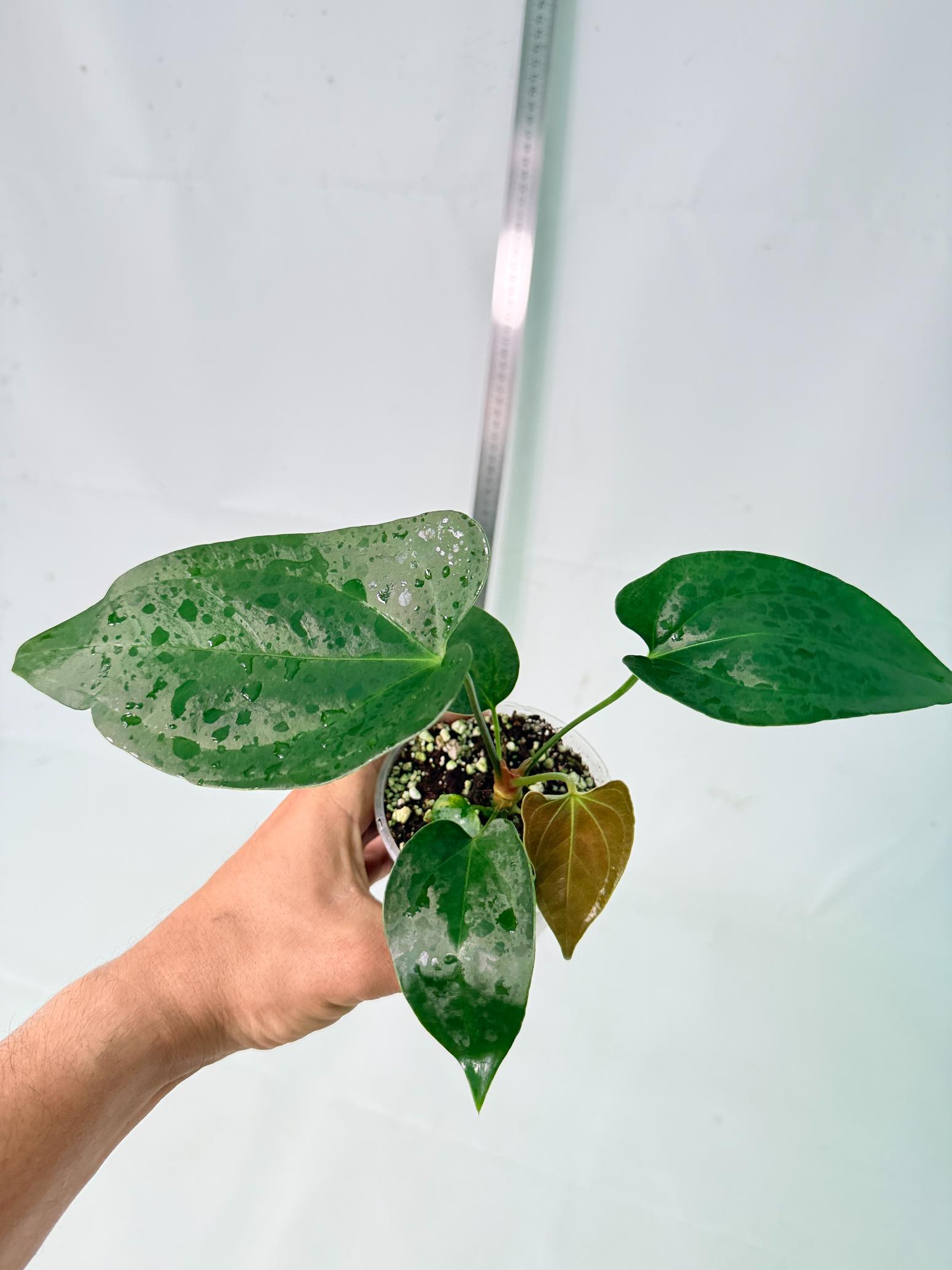 Anthurium Nigrolaminum  Gigi 8