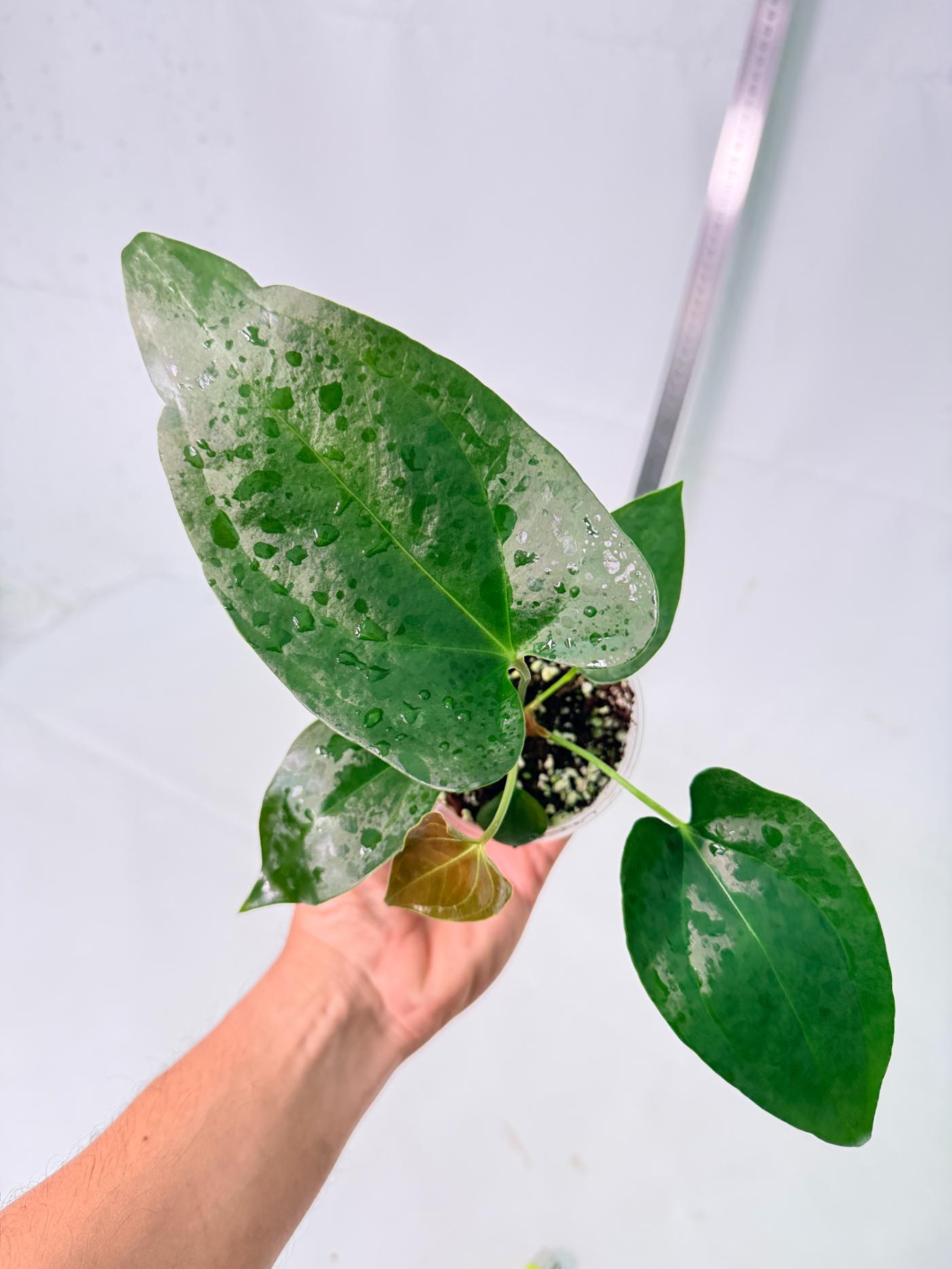 Anthurium Nigrolaminum  Gigi 9