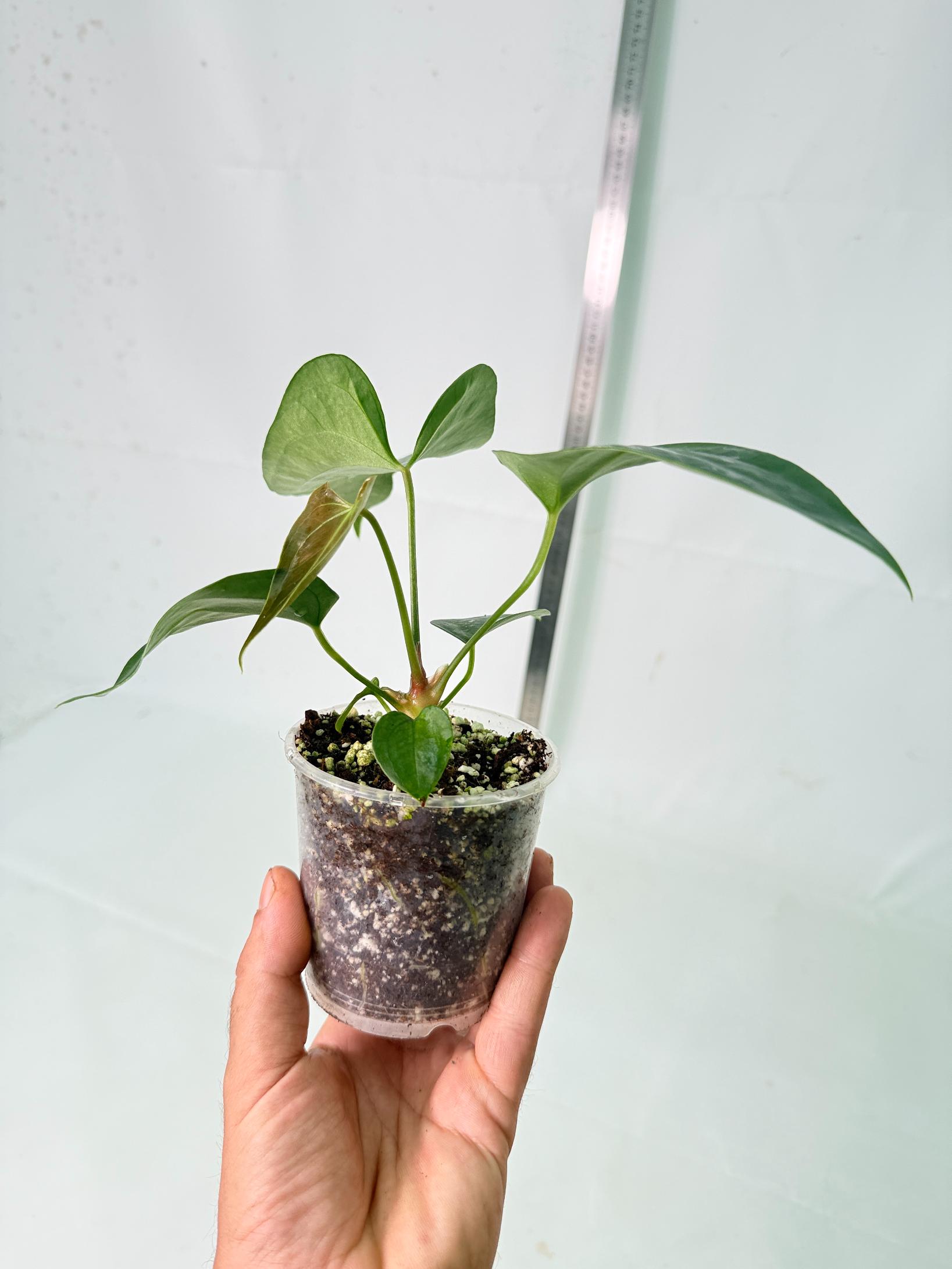 Anthurium Nigrolaminum  Gigi 10