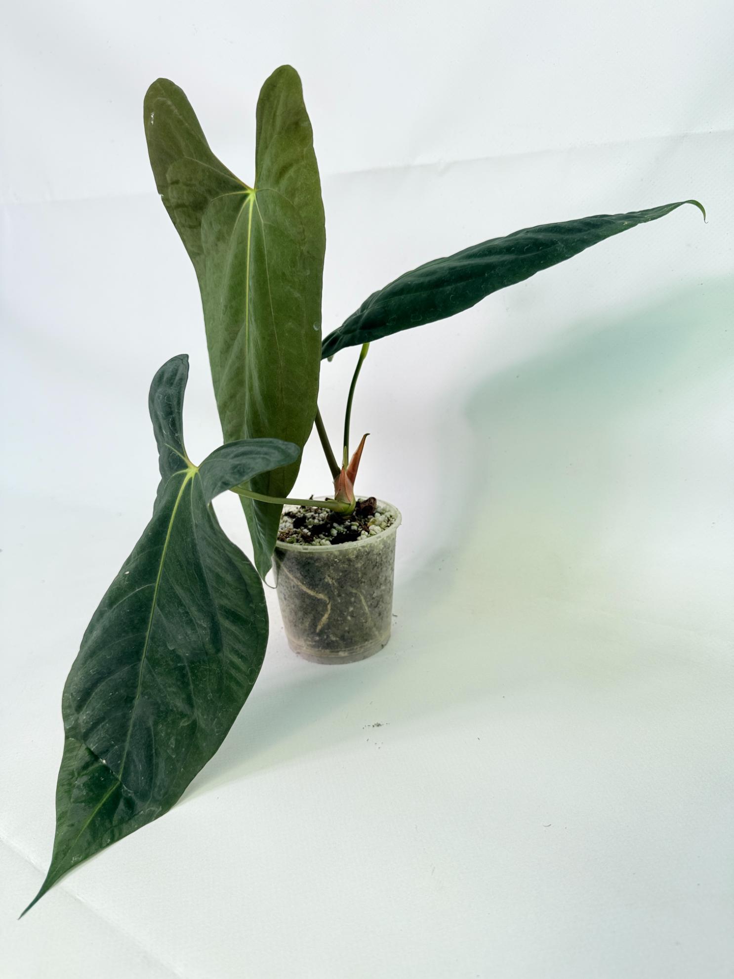 Anthurium Papillilaminum 3