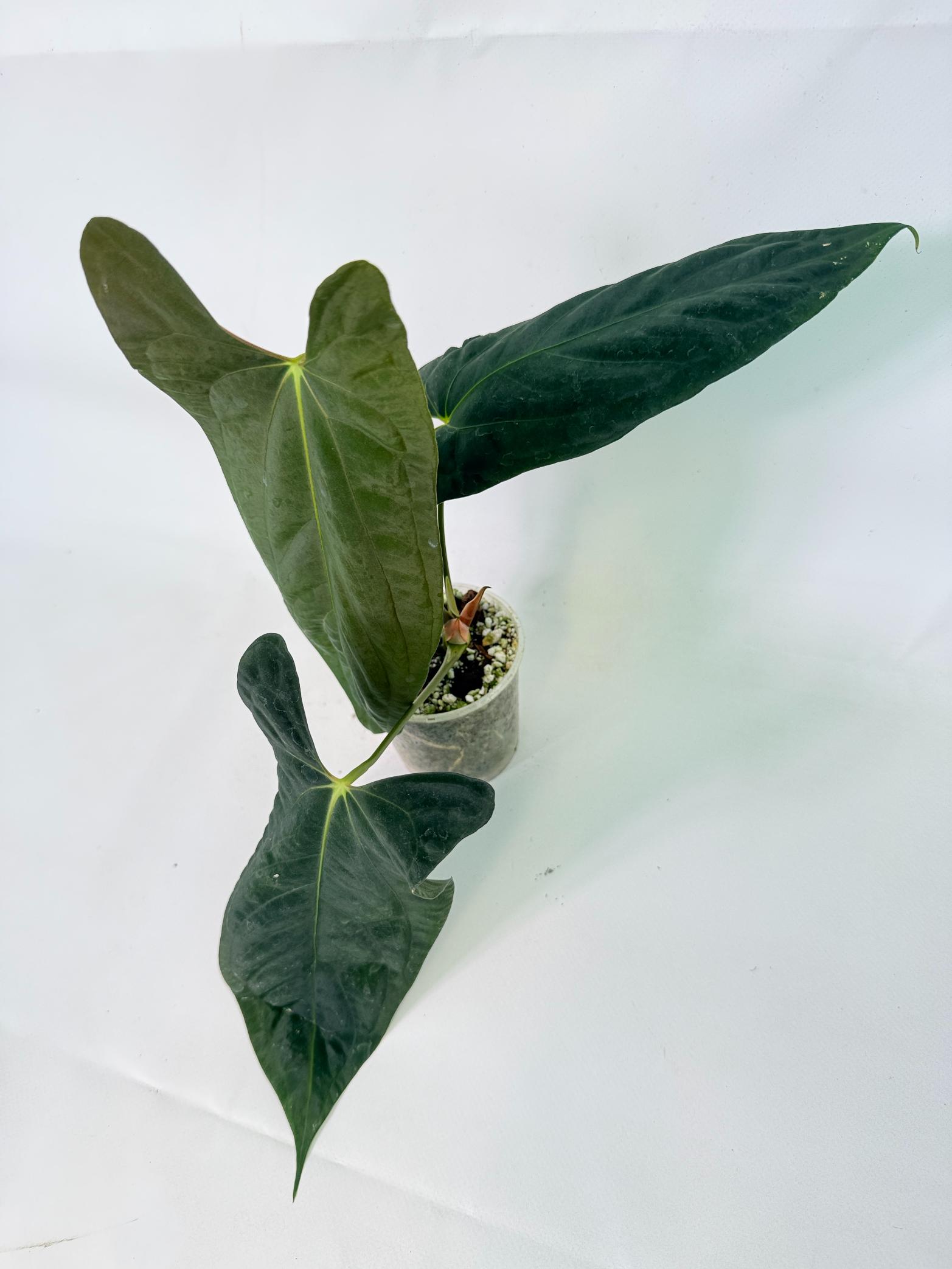 Anthurium Papillilaminum 9