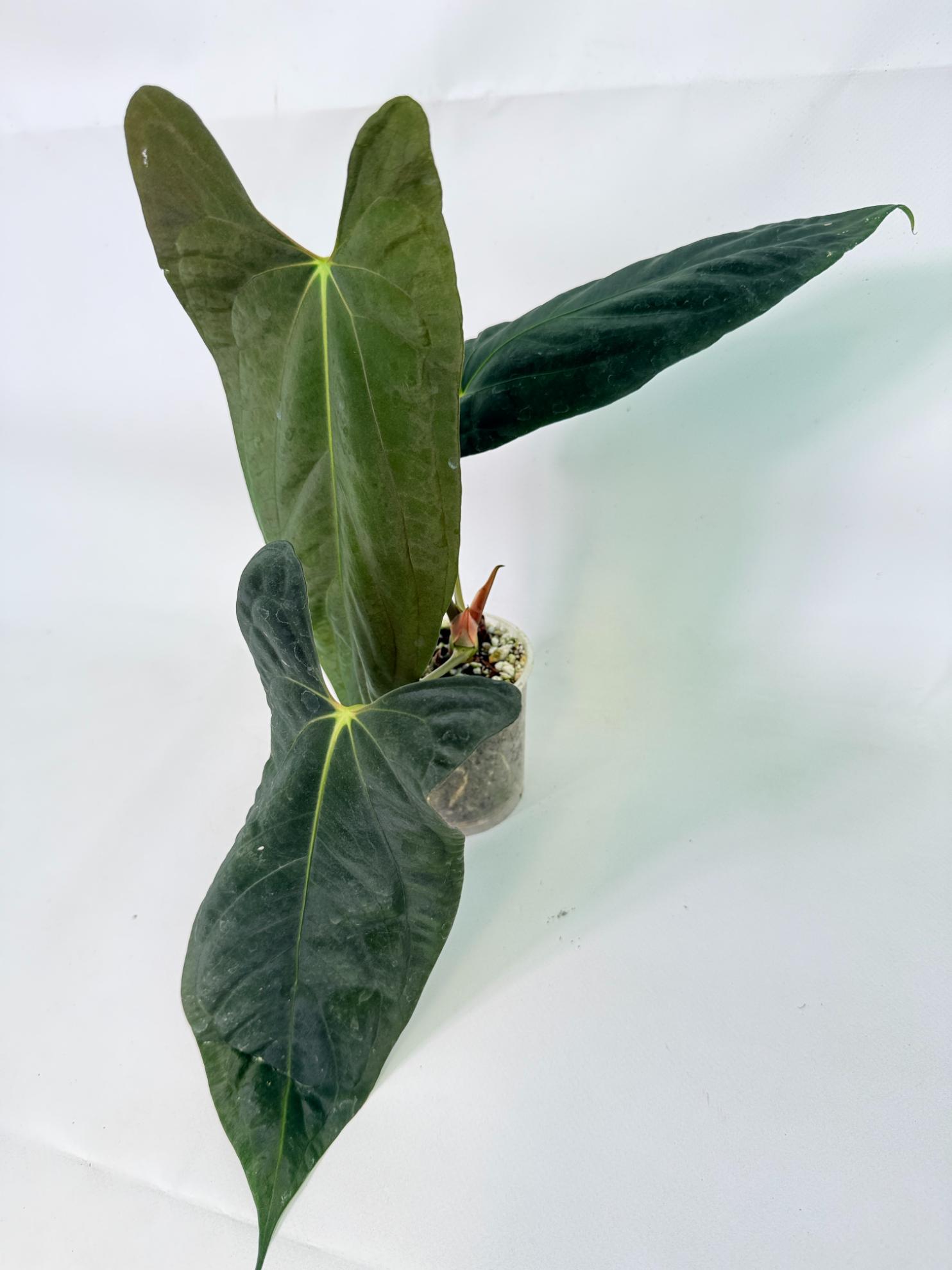 Anthurium Papillilaminum 4