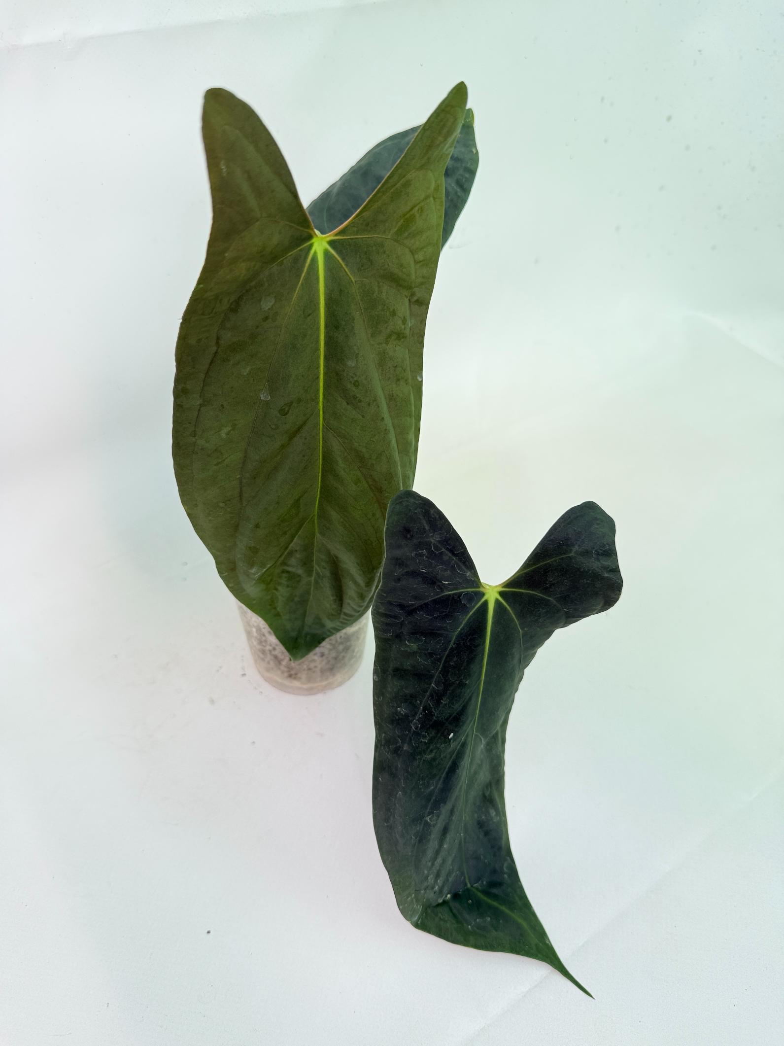 Anthurium Papillilaminum 10