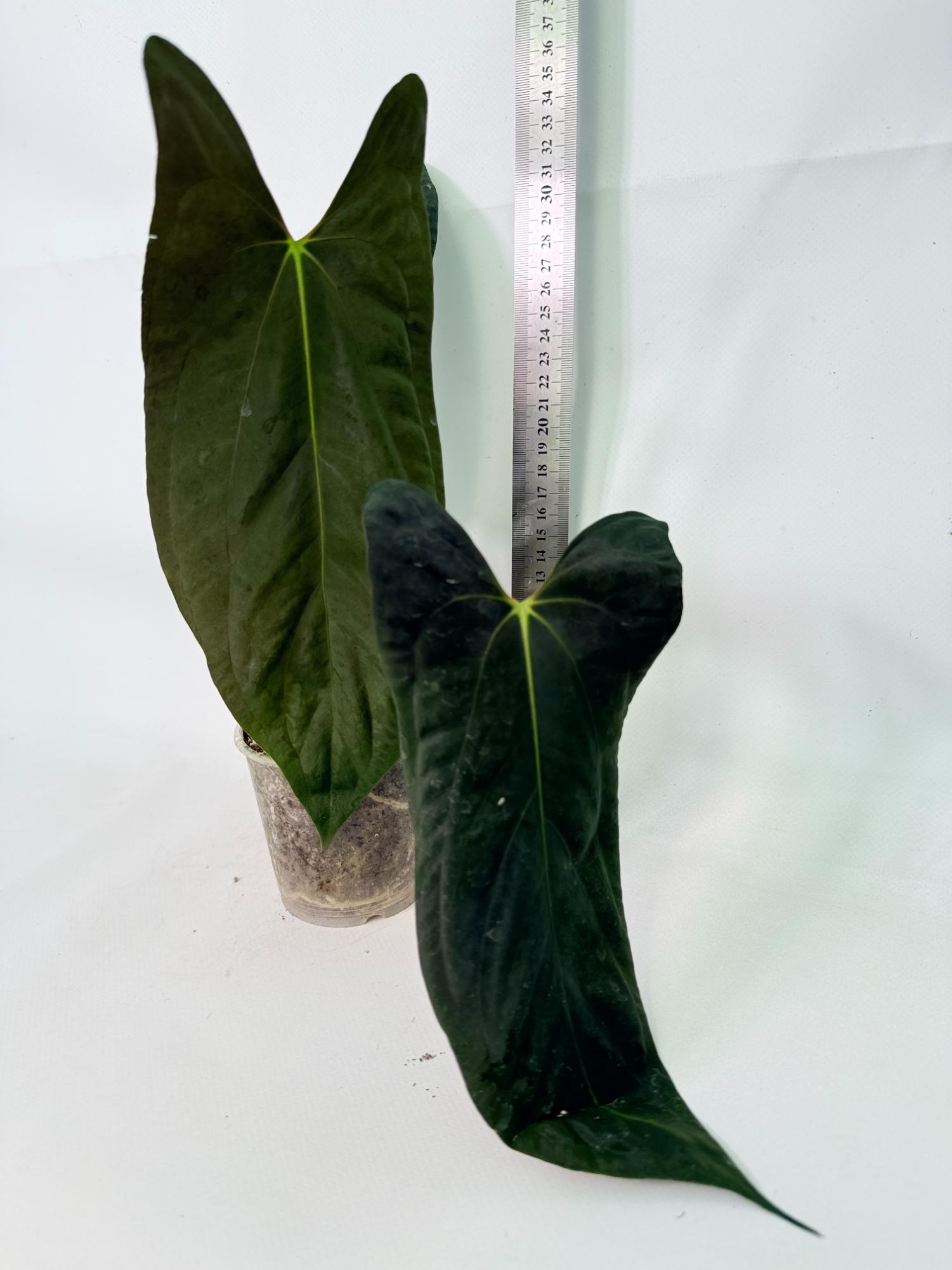 Anthurium Papillilaminum 1