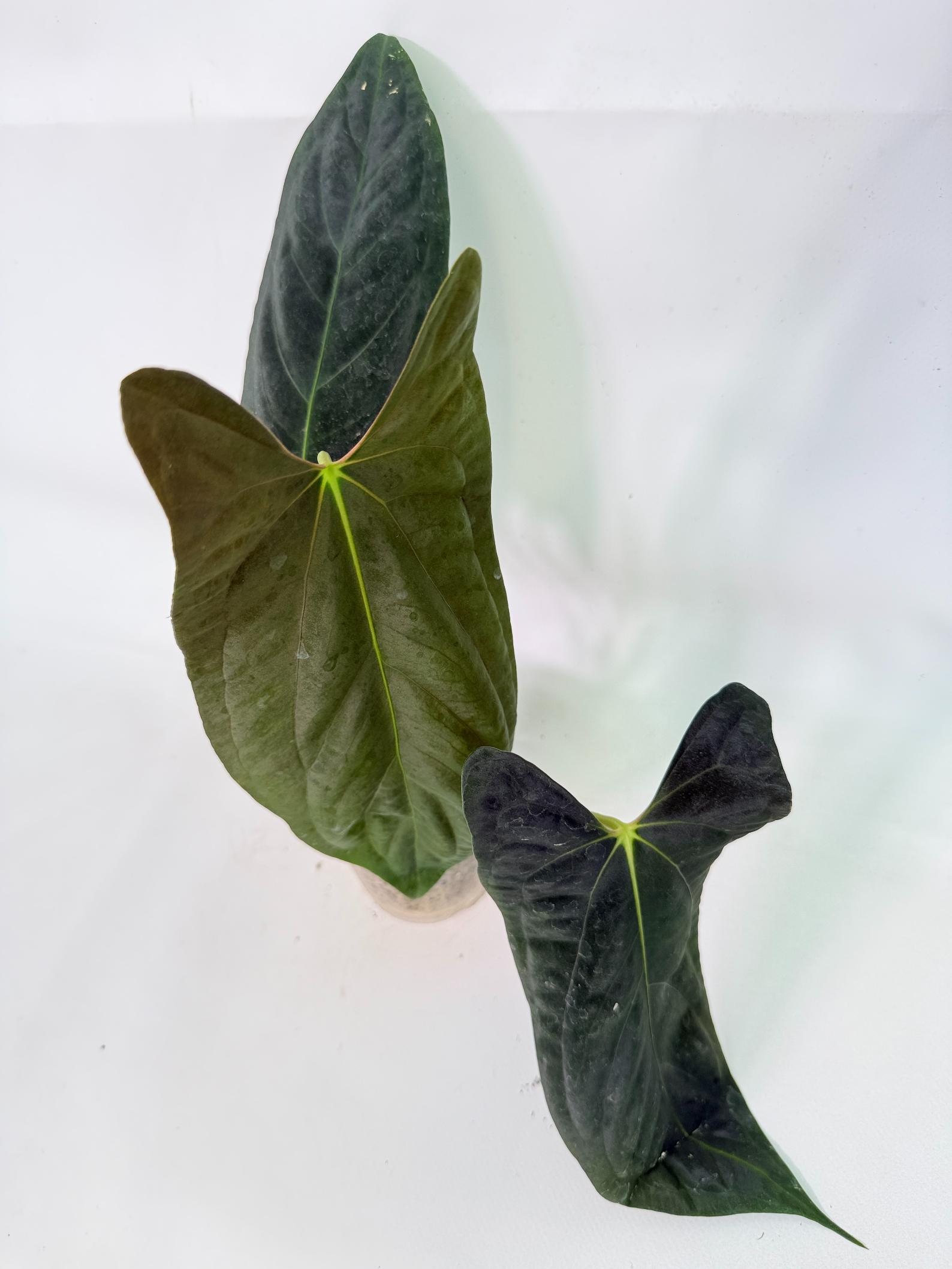 Anthurium Papillilaminum 5