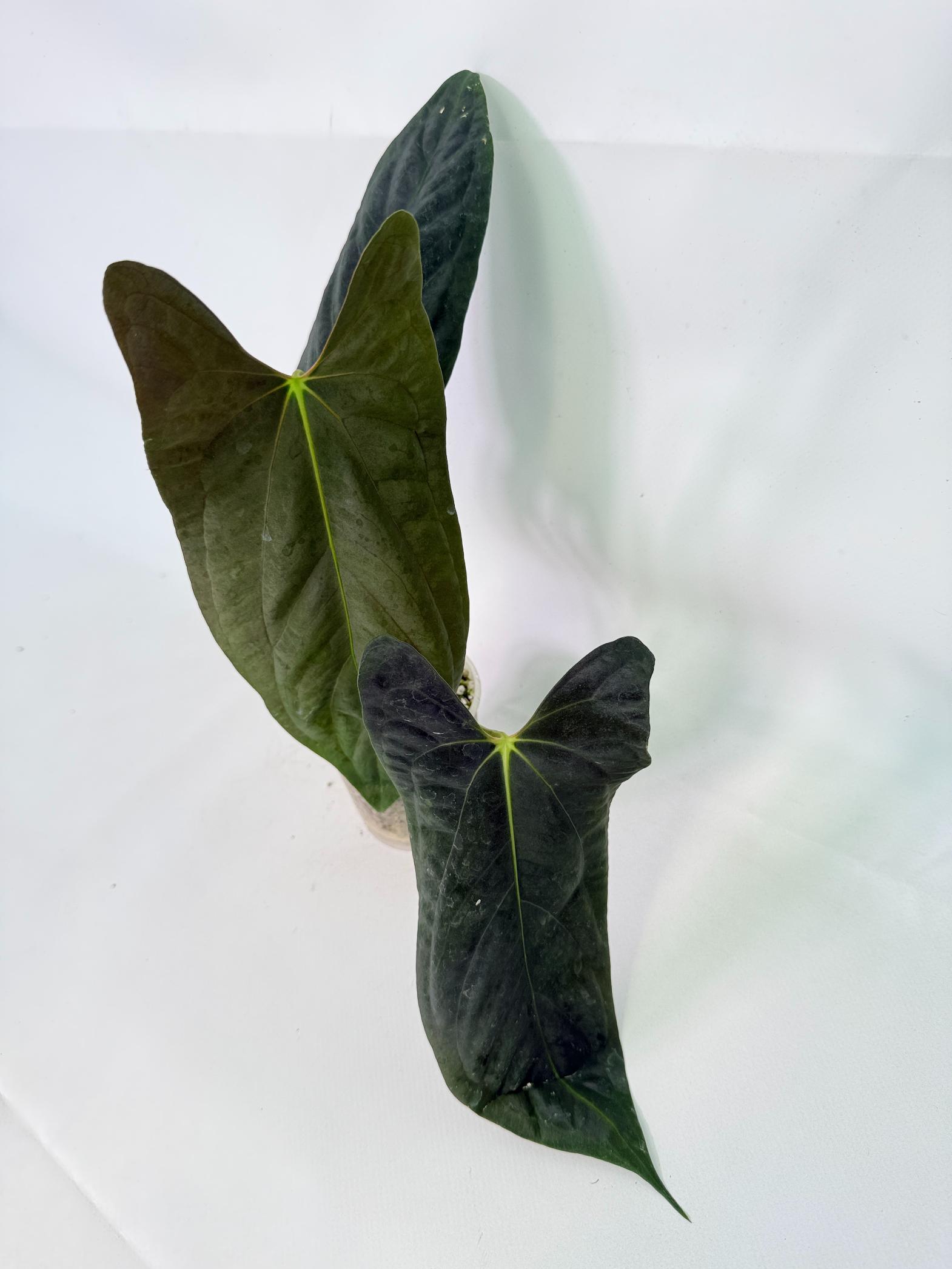 Anthurium Papillilaminum 6