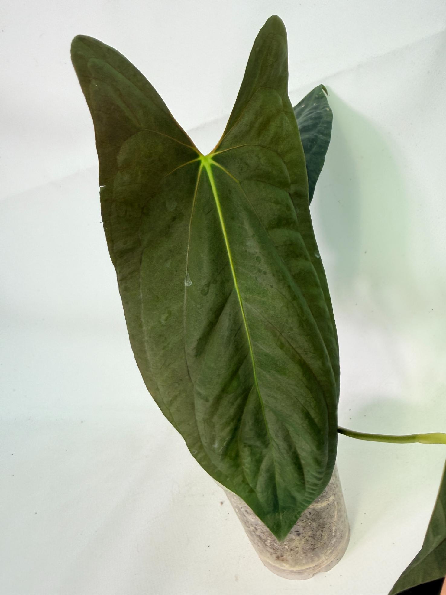 Anthurium Papillilaminum 2
