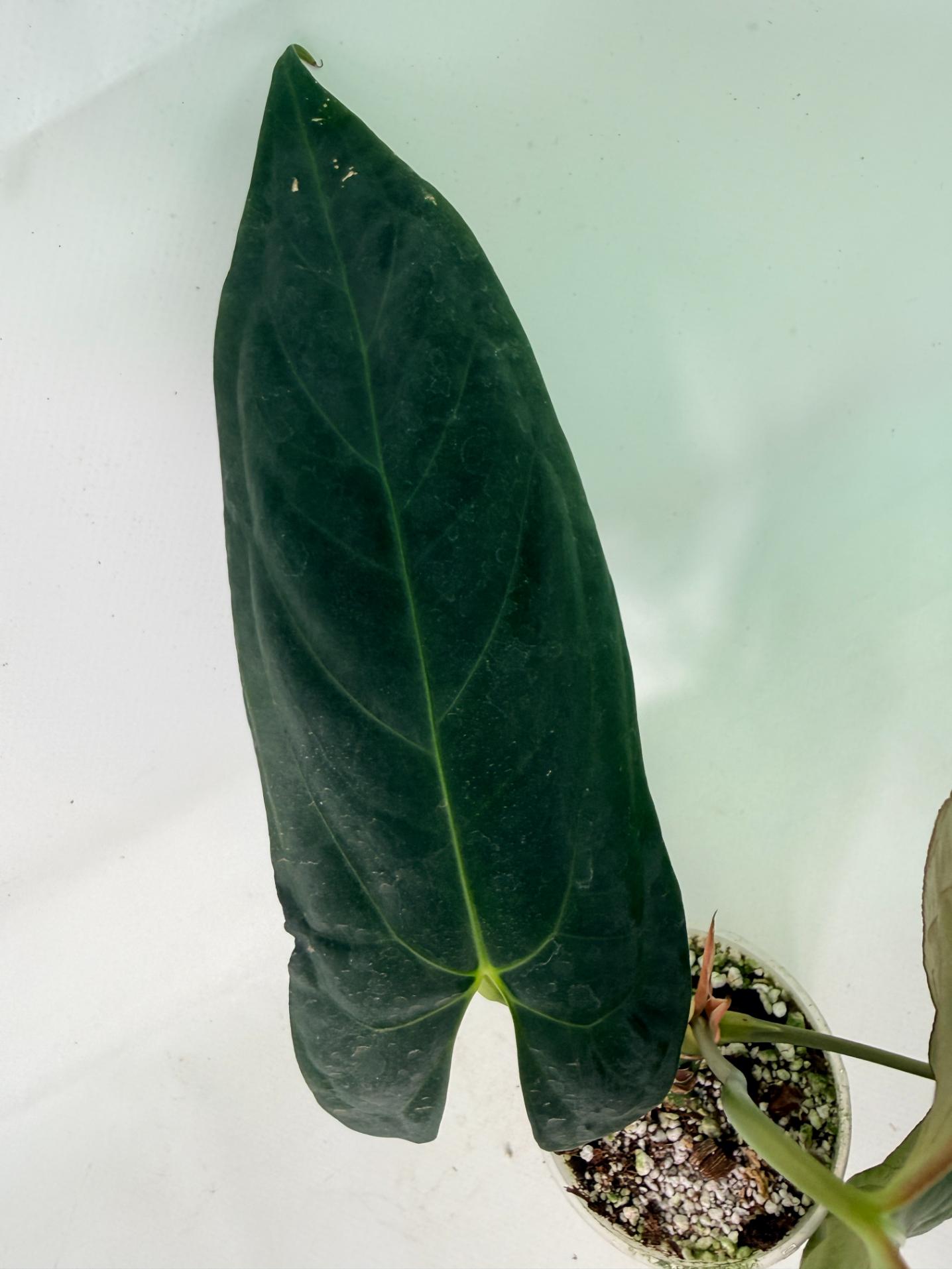 Anthurium Papillilaminum 7