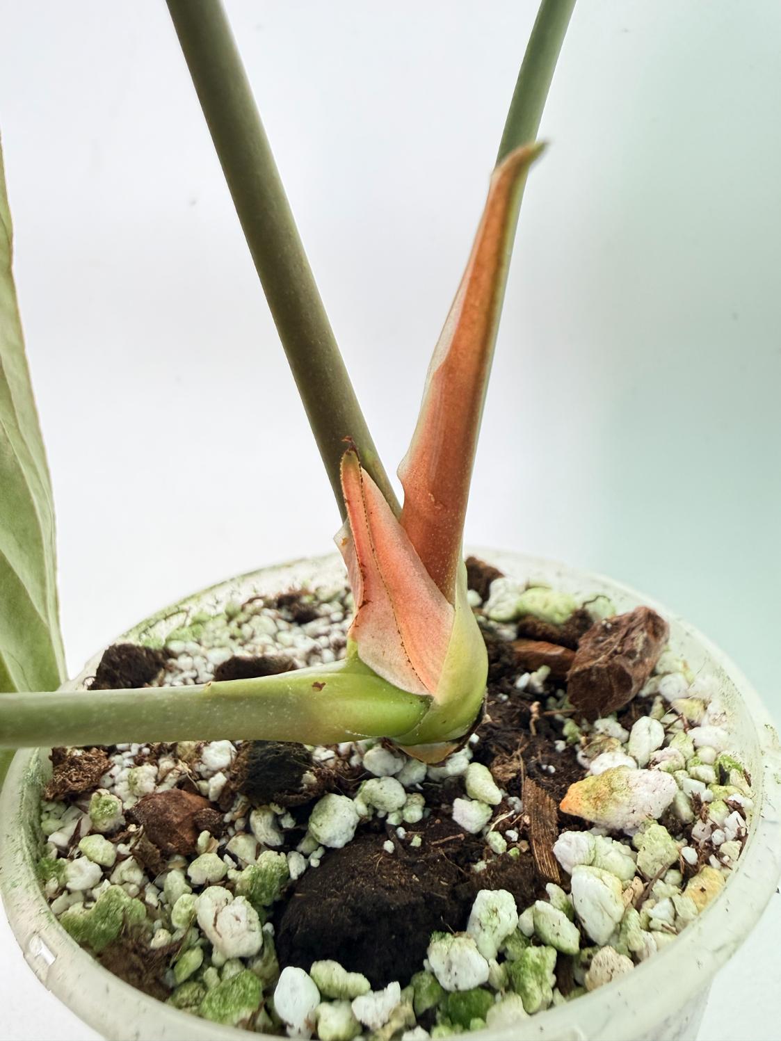 Anthurium Papillilaminum 11