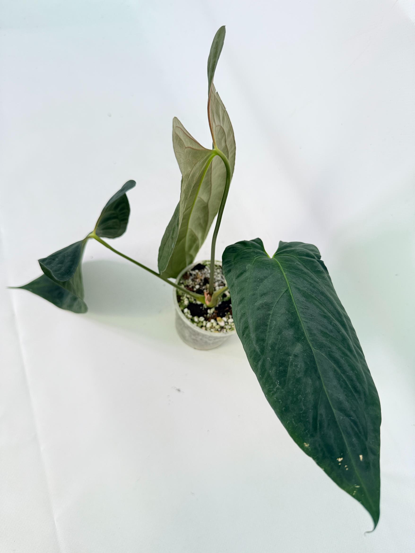 Anthurium Papillilaminum 8