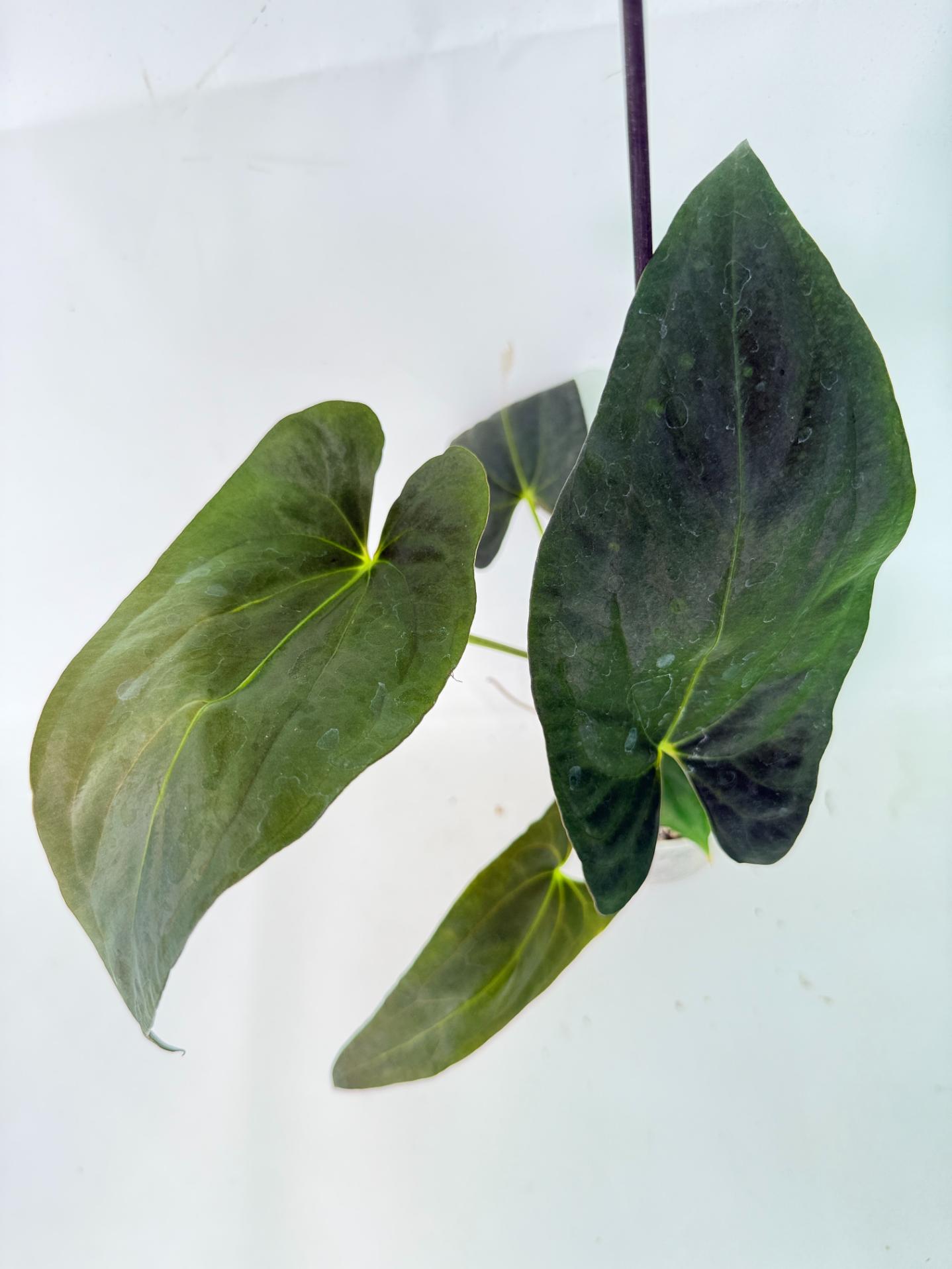 Anthurium Papillilaminum 3