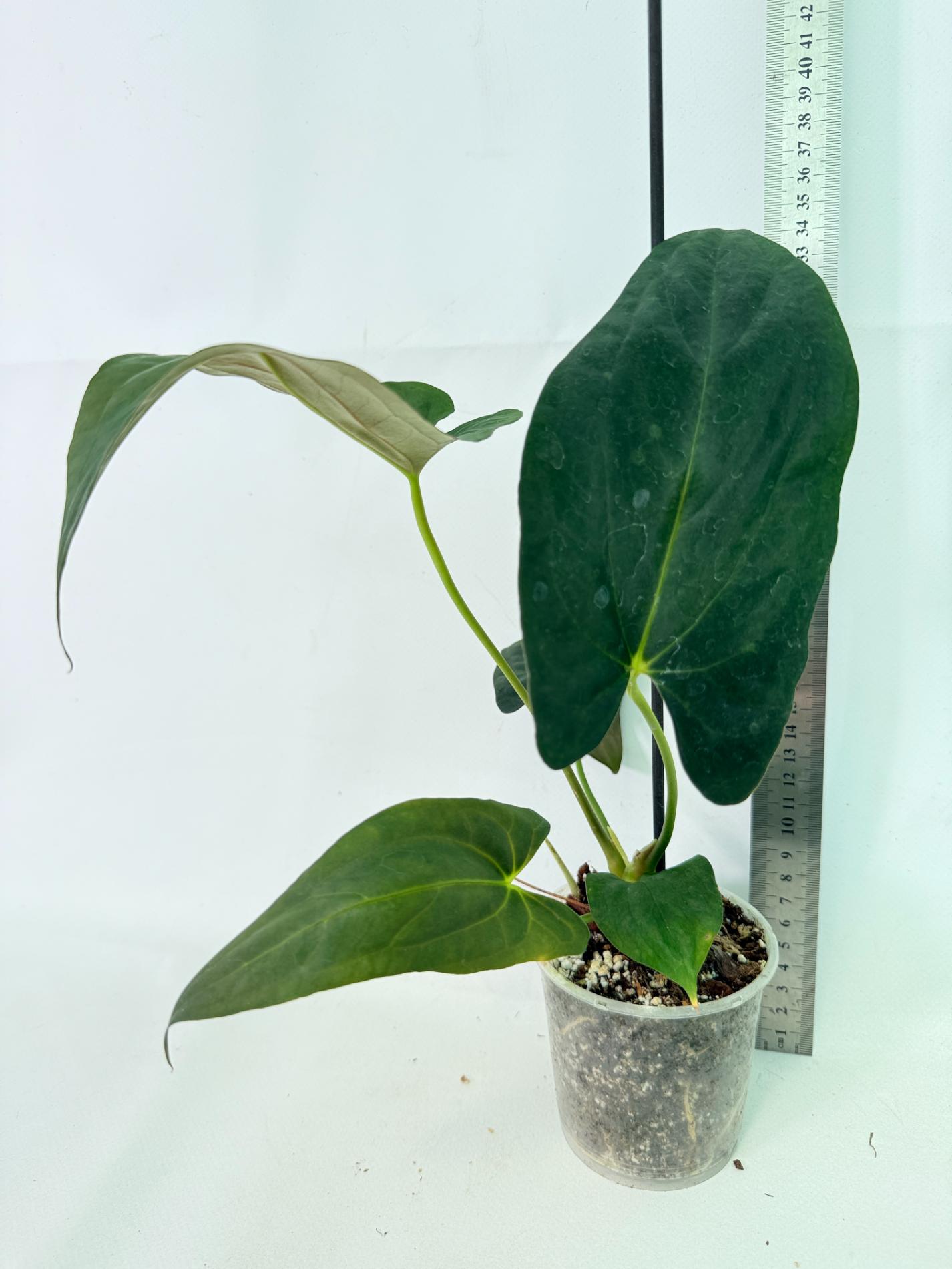 Anthurium Papillilaminum 8