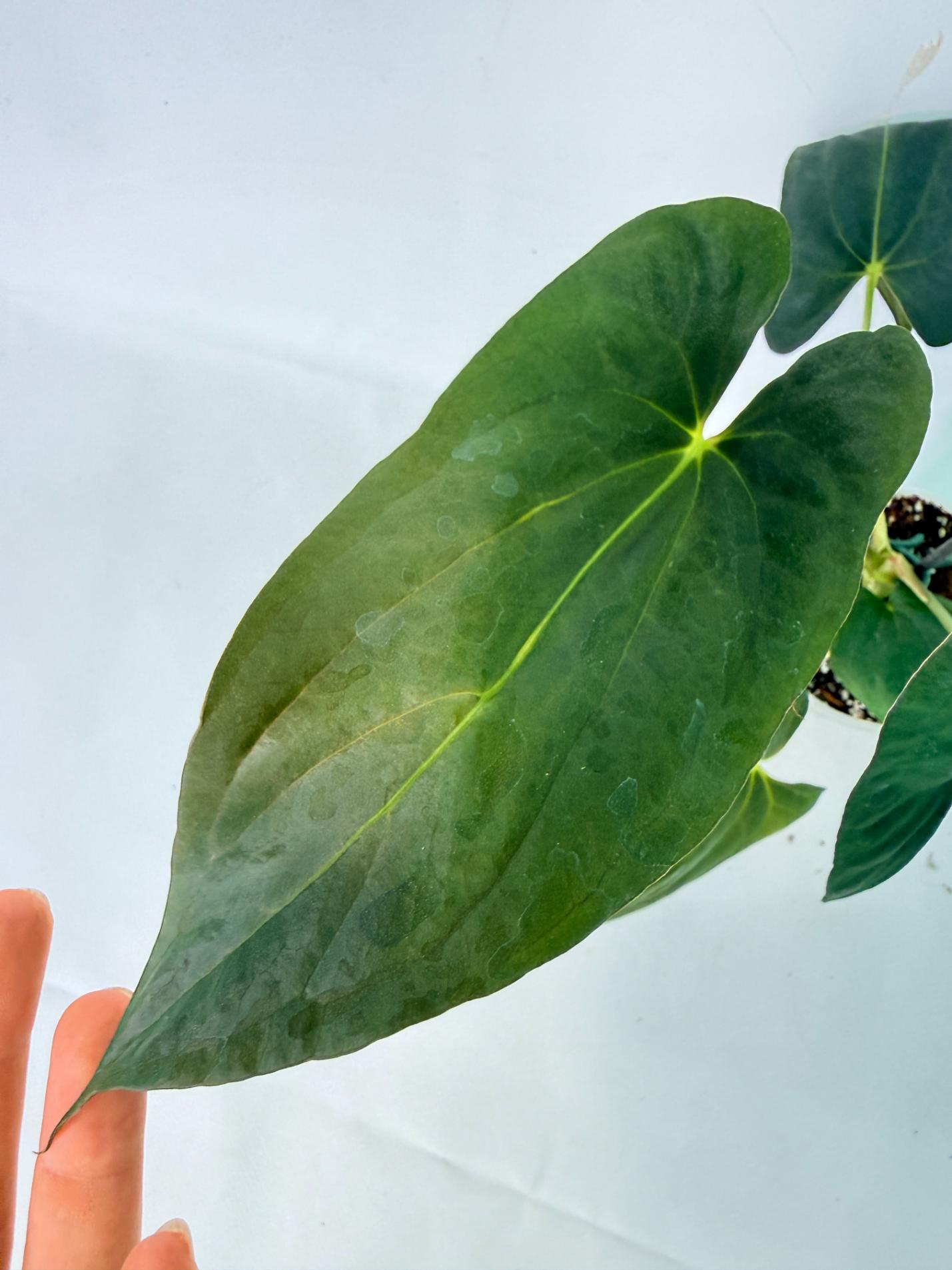 Anthurium Papillilaminum 4