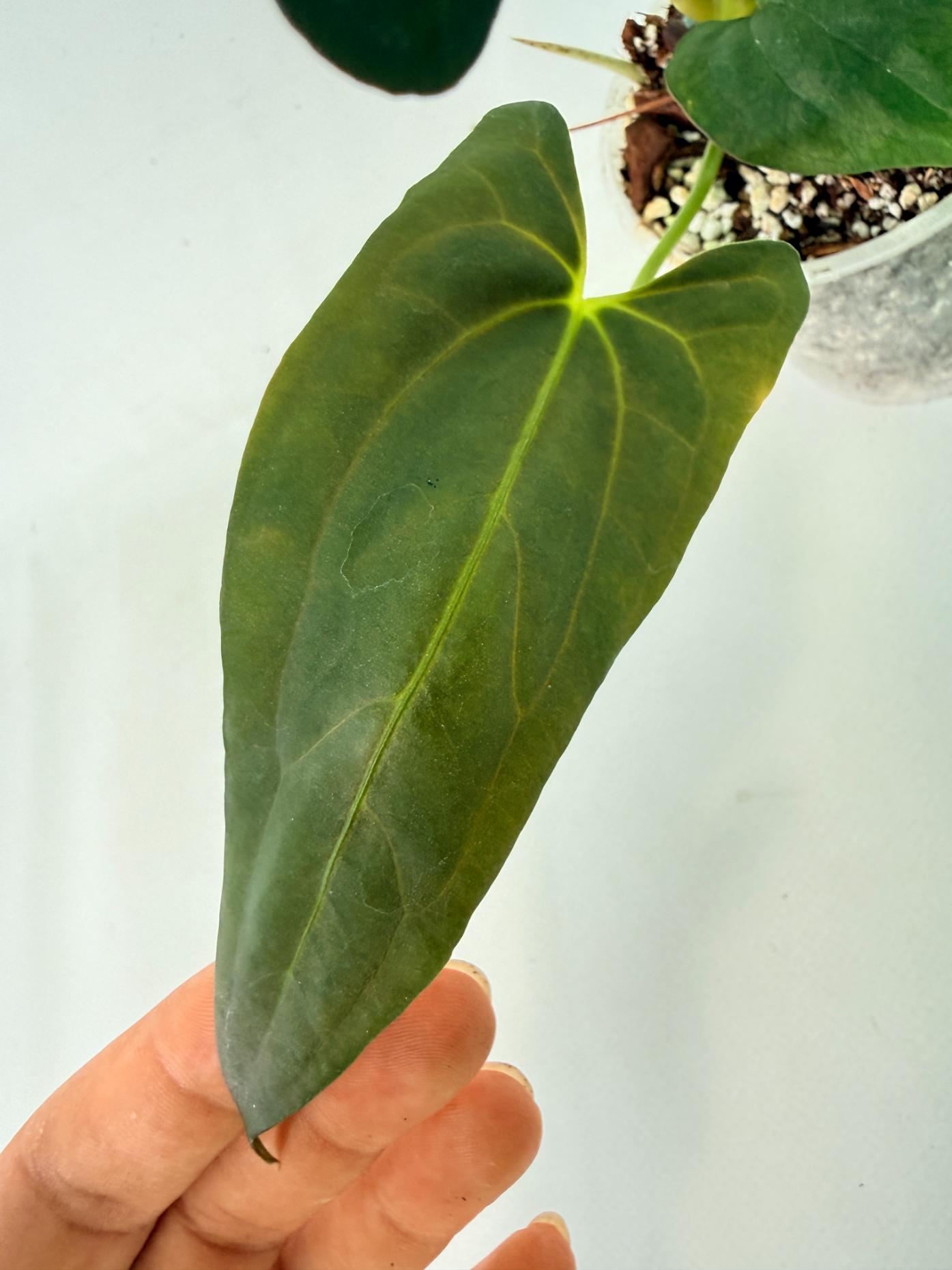 Anthurium Papillilaminum 5