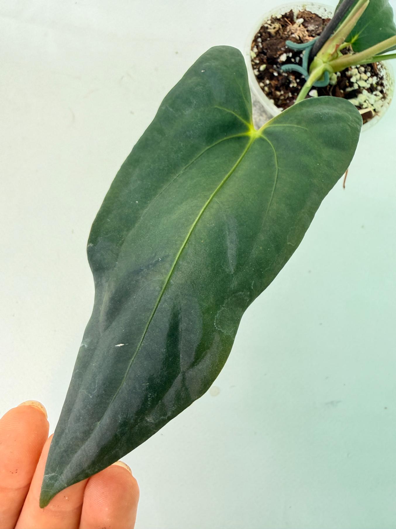 Anthurium Papillilaminum 2