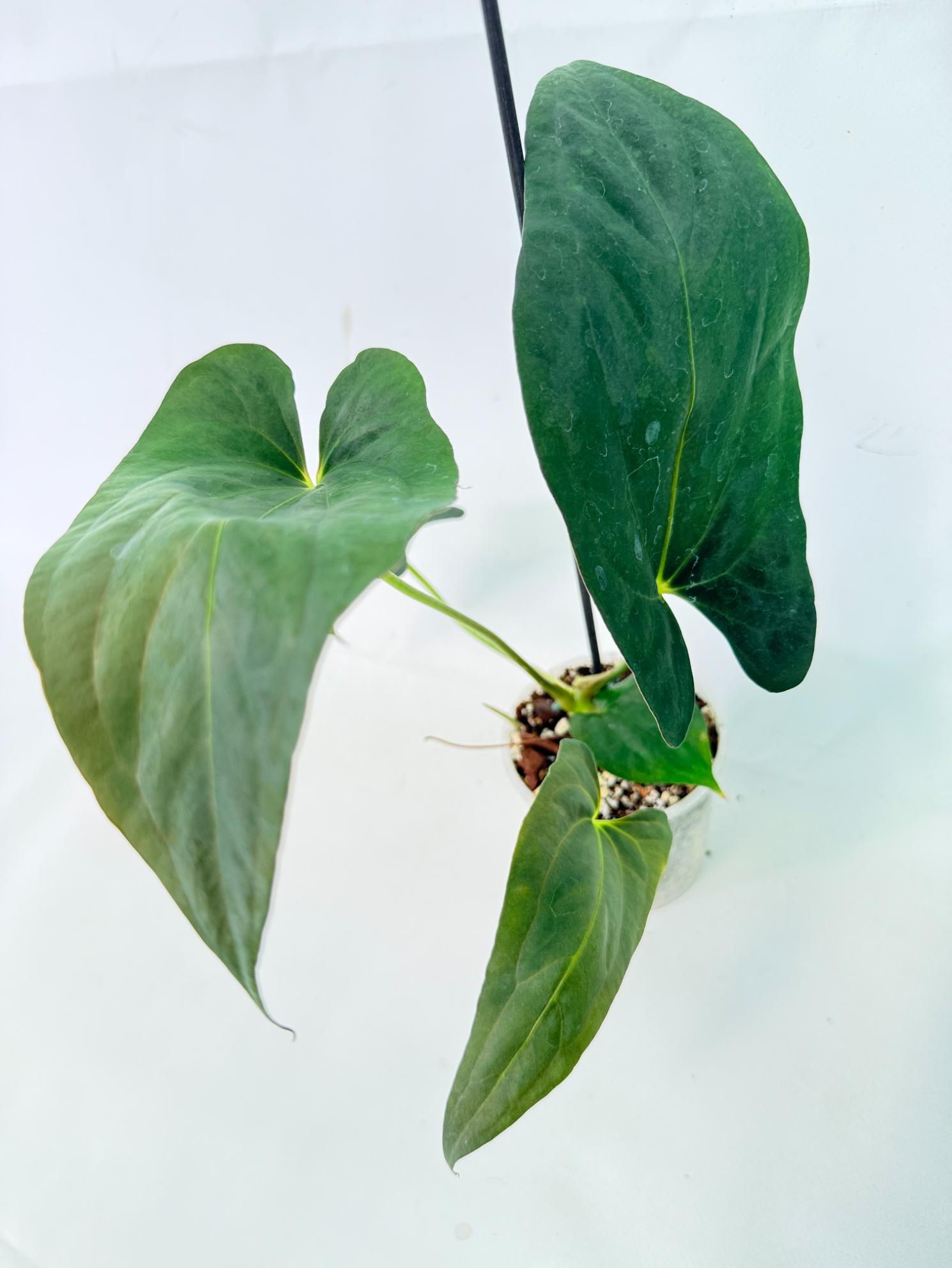 Anthurium Papillilaminum 6
