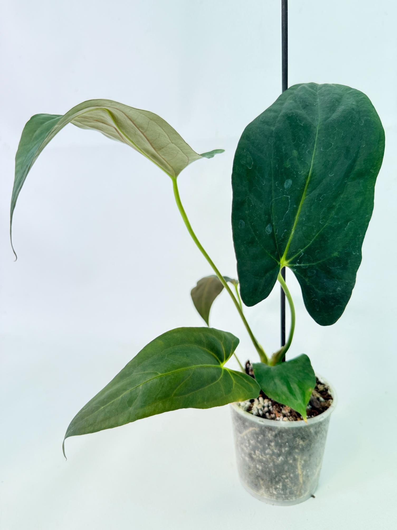 Anthurium Papillilaminum 1