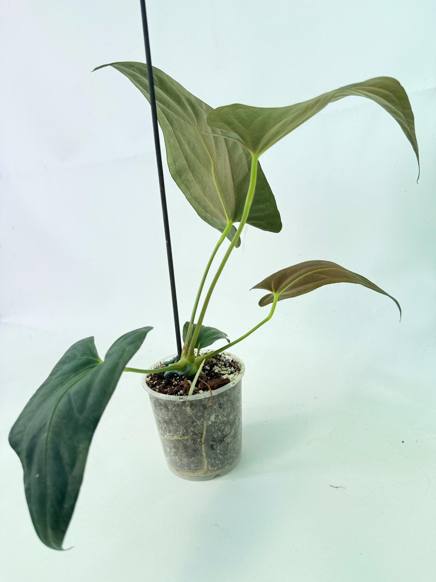 Anthurium Papillilaminum 7