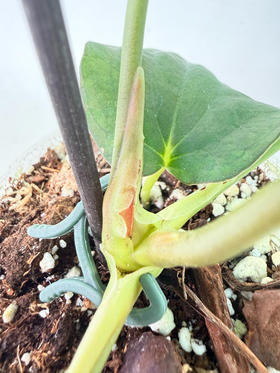 Anthurium Papillilaminum 9