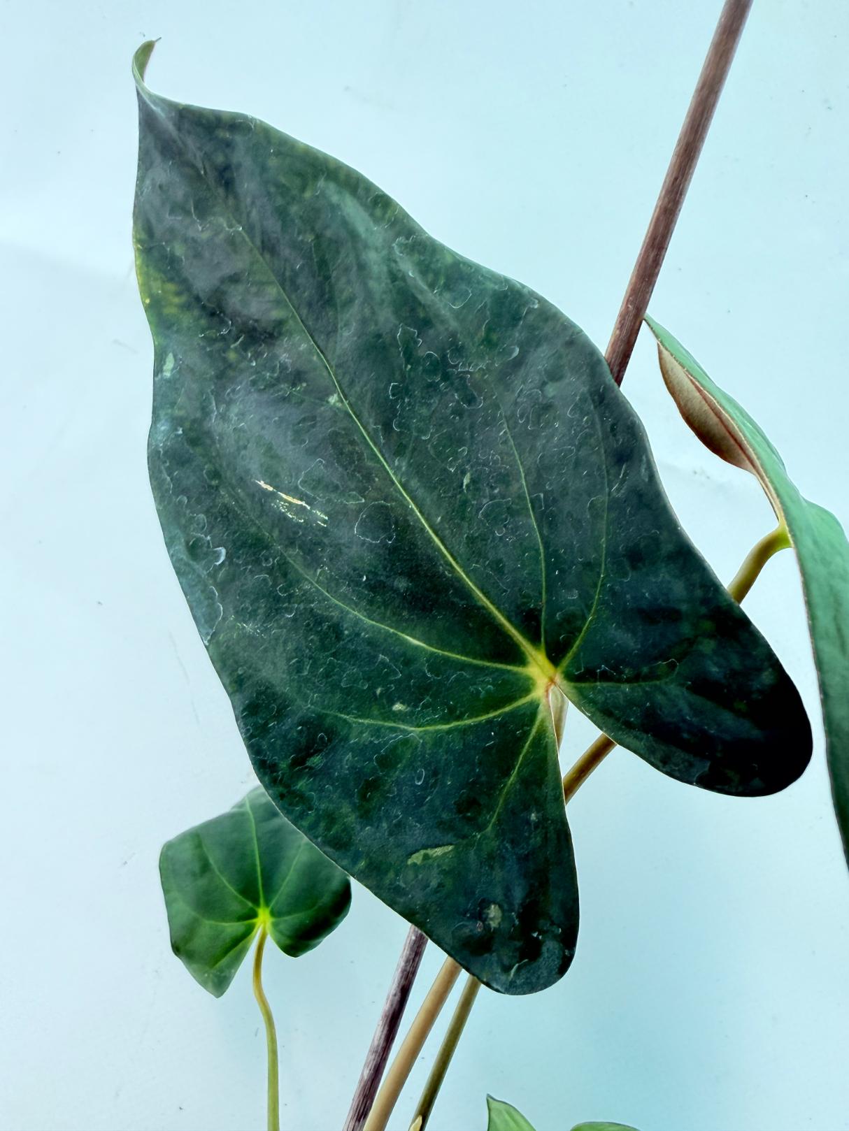 Anthurium Papillilaminum 2