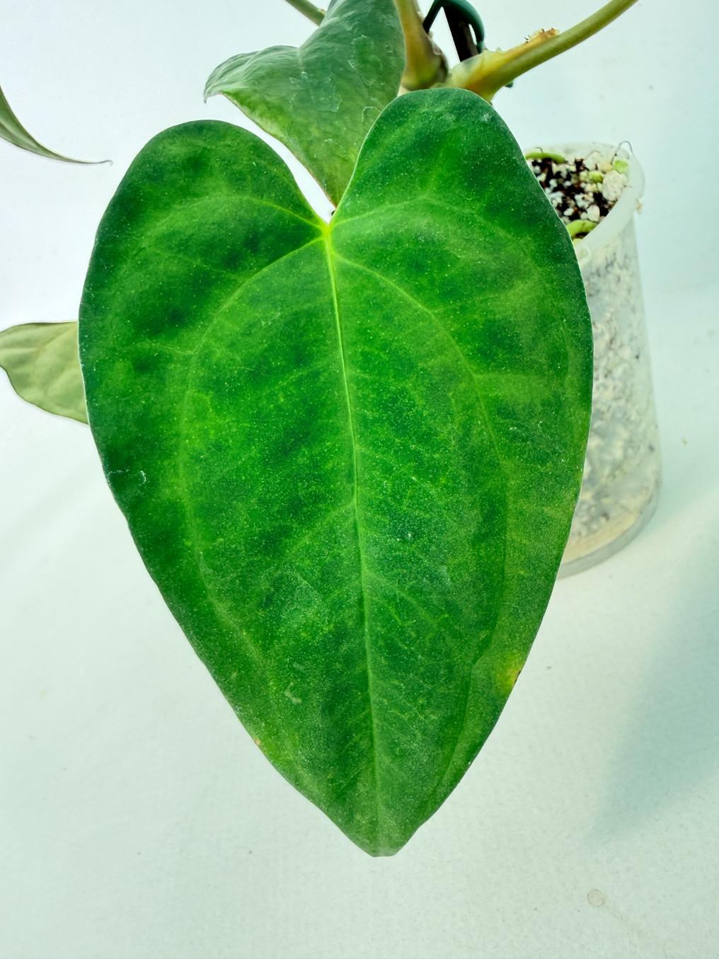 Anthurium Papillilaminum 5