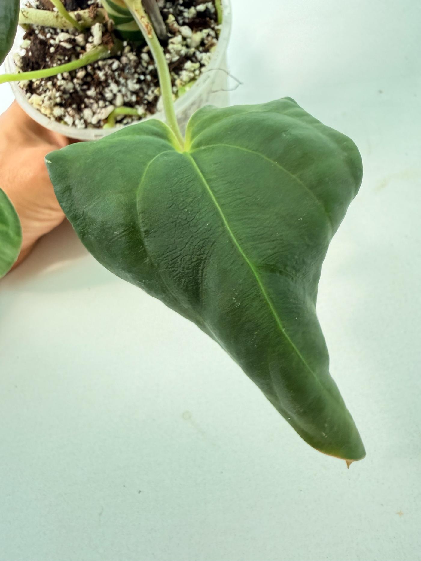 Anthurium Papillilaminum 9