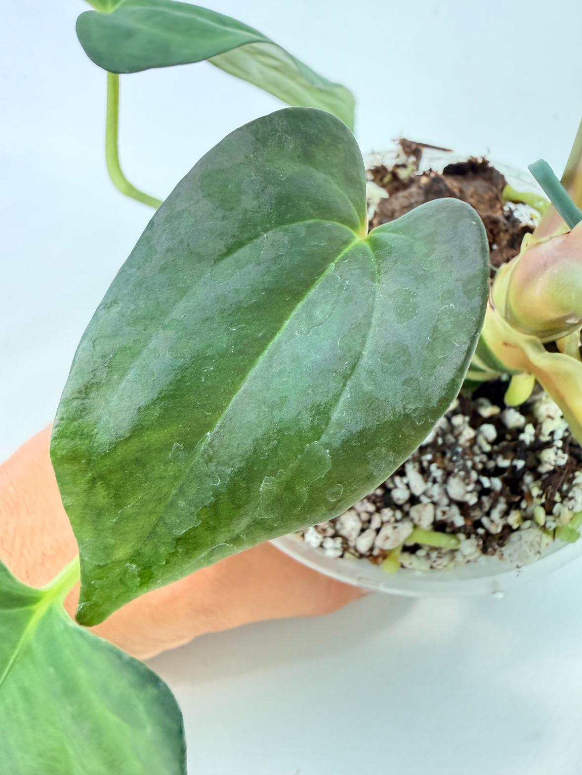 Anthurium Papillilaminum 10