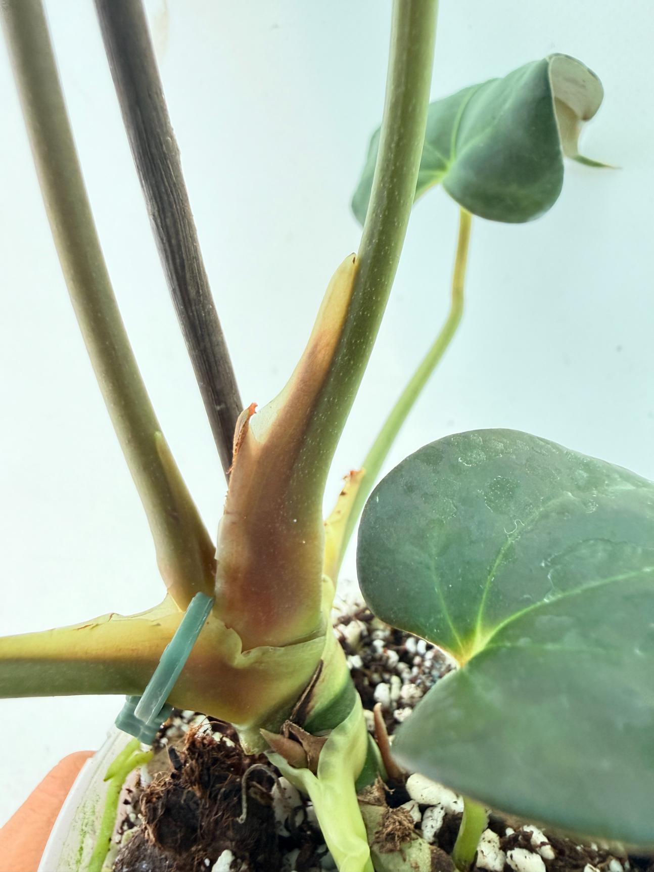 Anthurium Papillilaminum 12