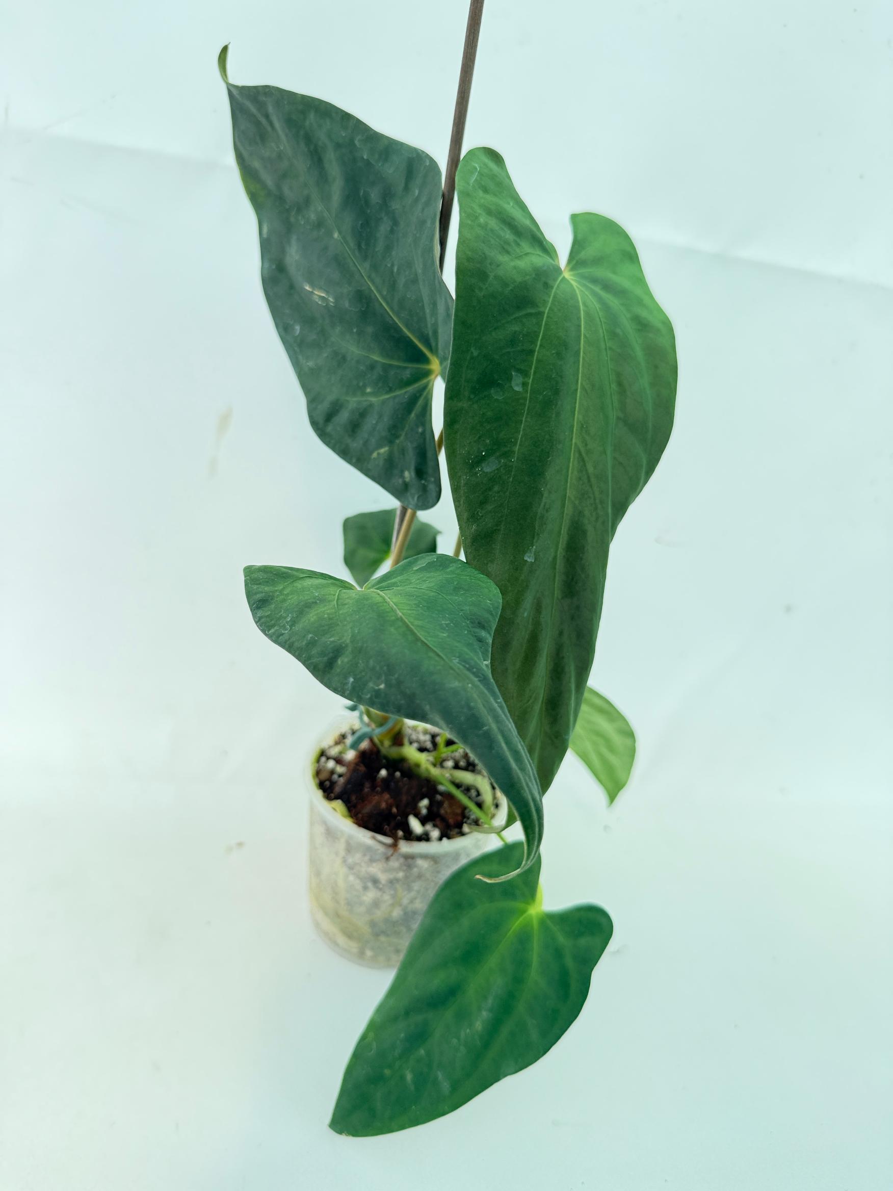 Anthurium Papillilaminum 11