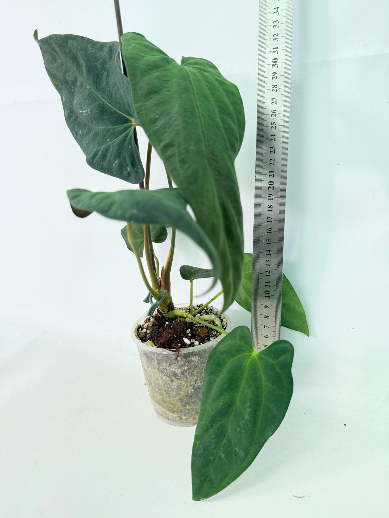 Anthurium Papillilaminum 13