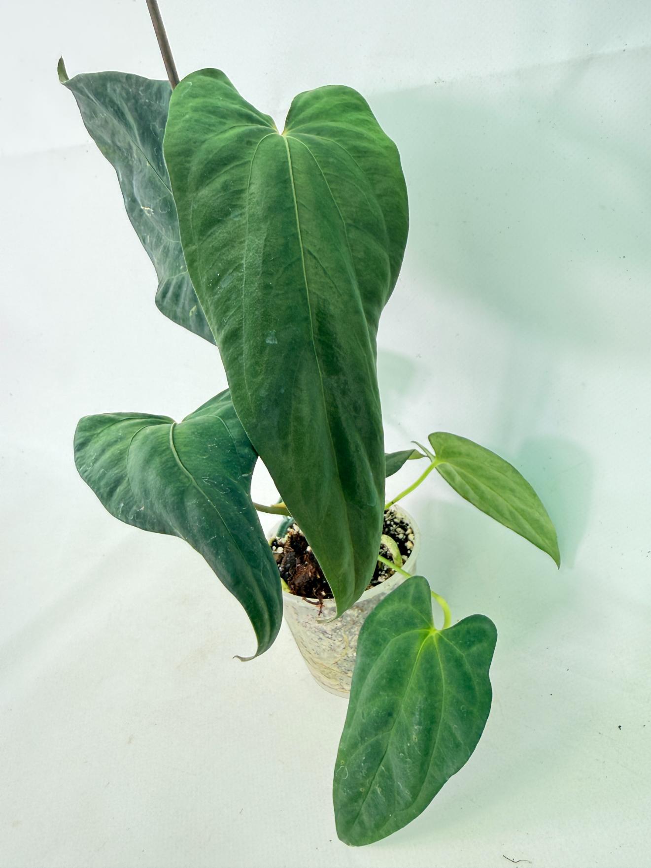 Anthurium Papillilaminum 3