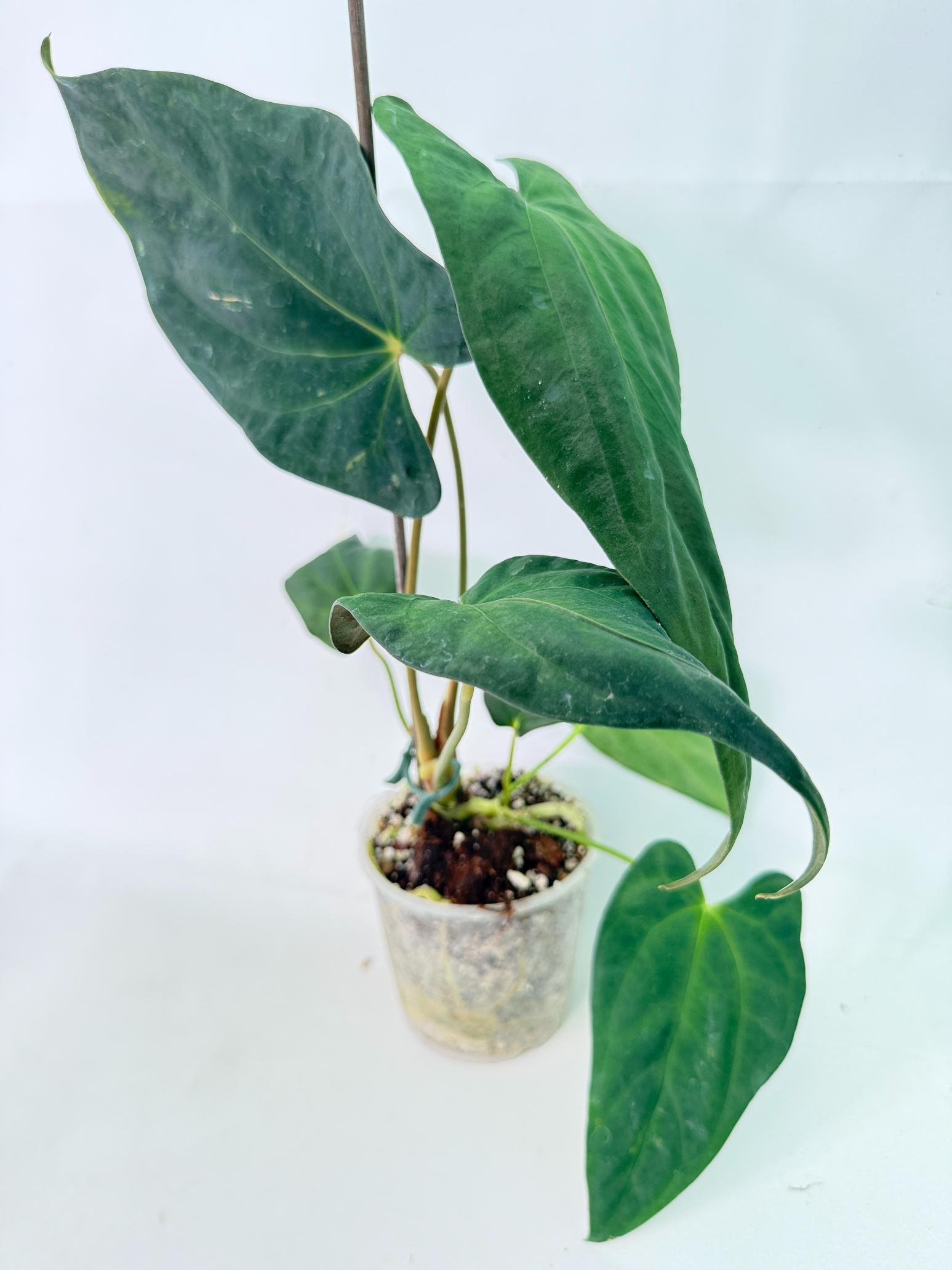 Anthurium Papillilaminum 1