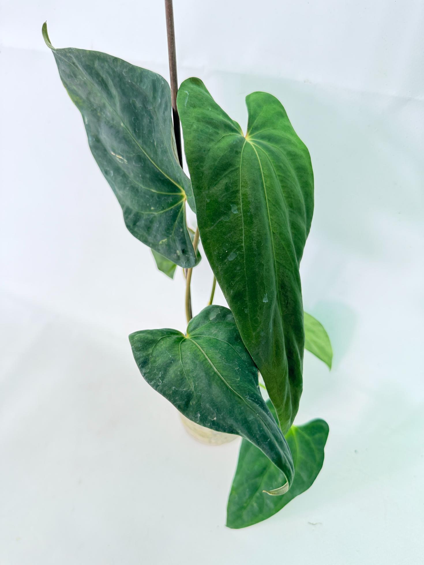 Anthurium Papillilaminum 6