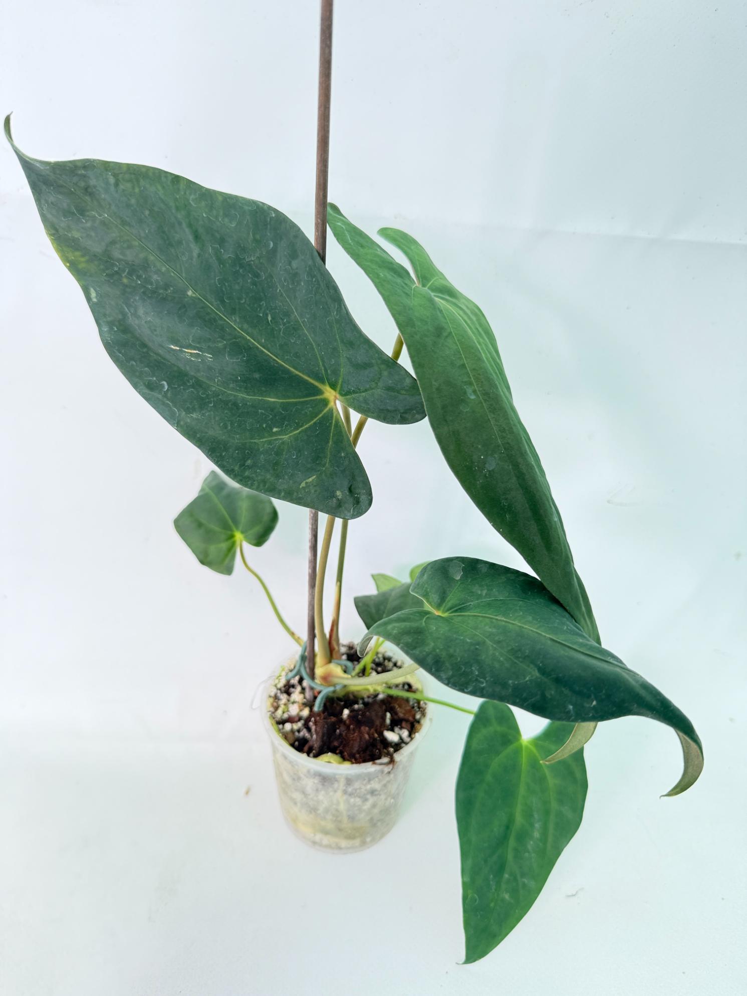 Anthurium Papillilaminum 8