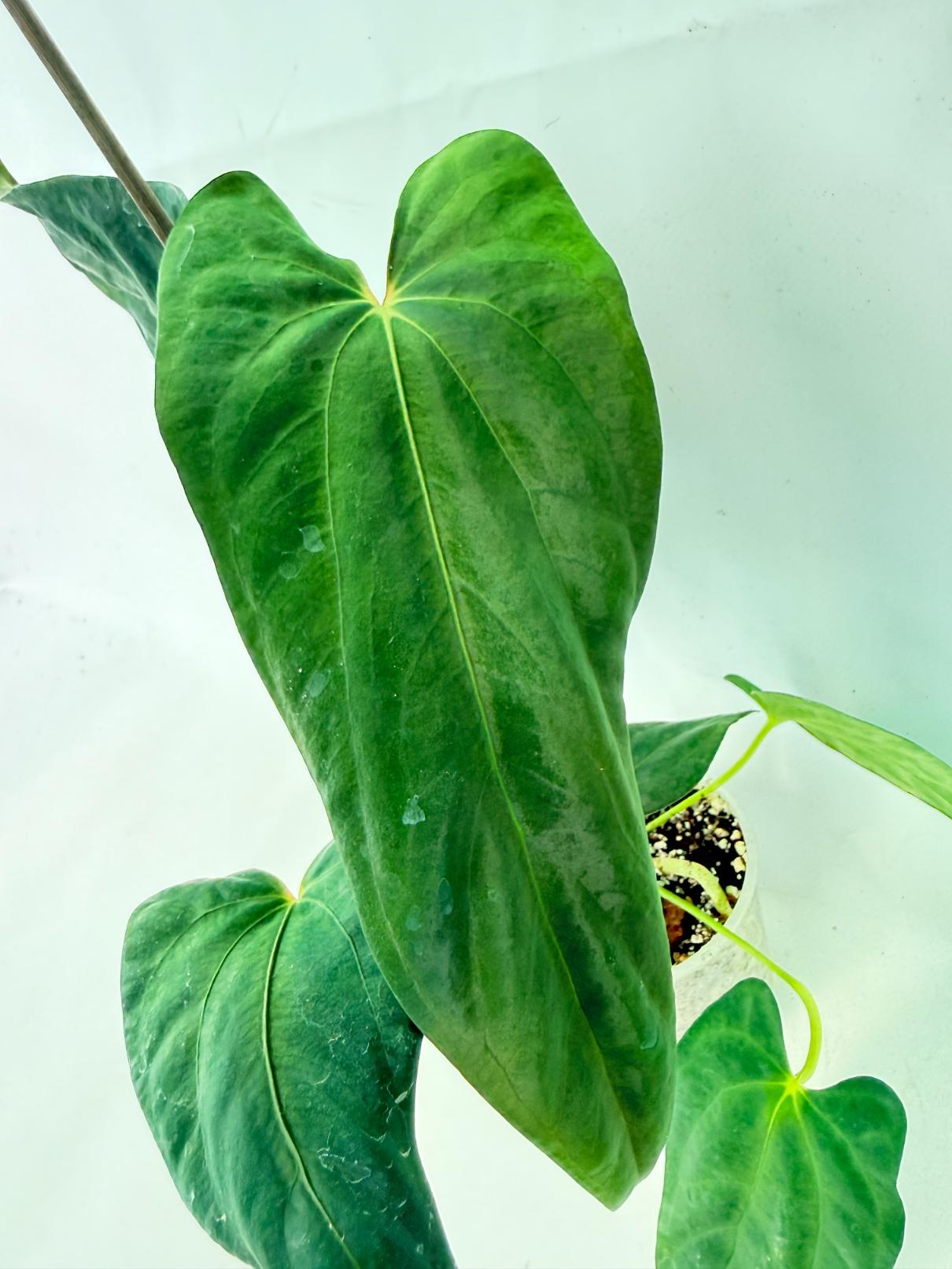Anthurium Papillilaminum 4