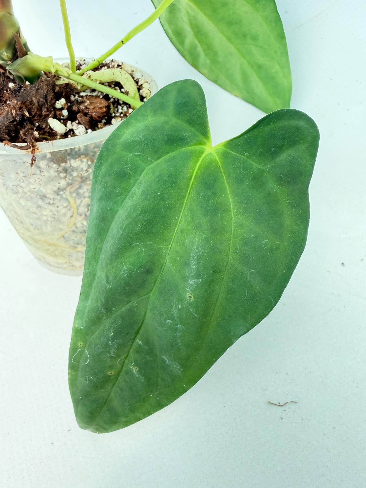 Anthurium Papillilaminum 7