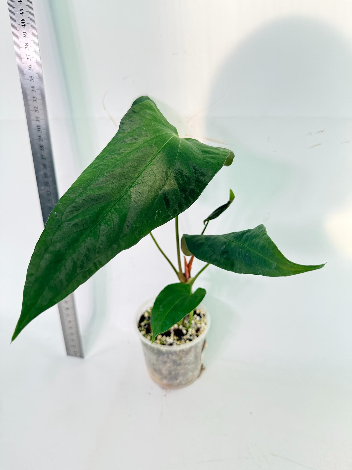 Anthurium Papillilaminum 2