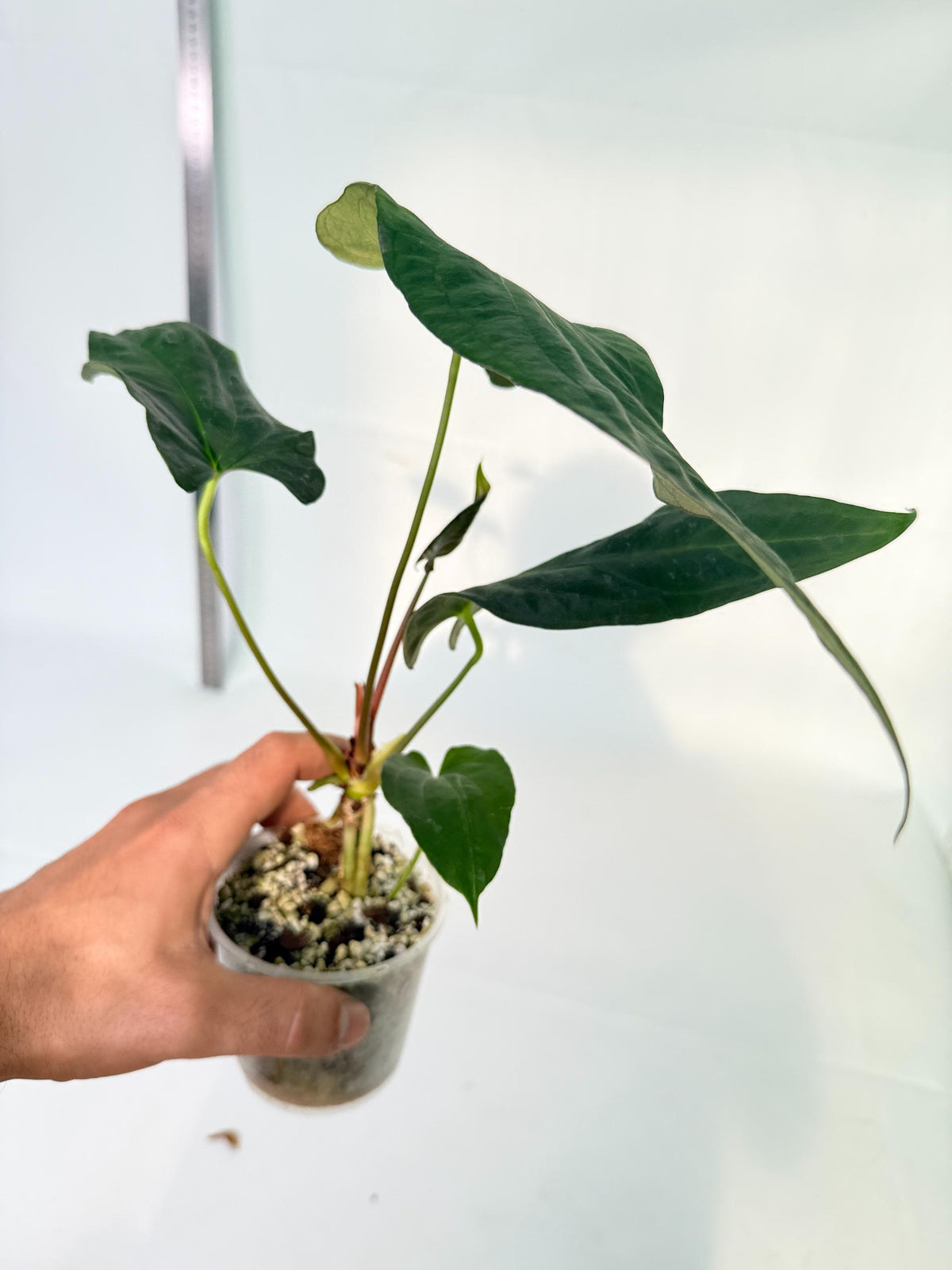 Anthurium Papillilaminum 9
