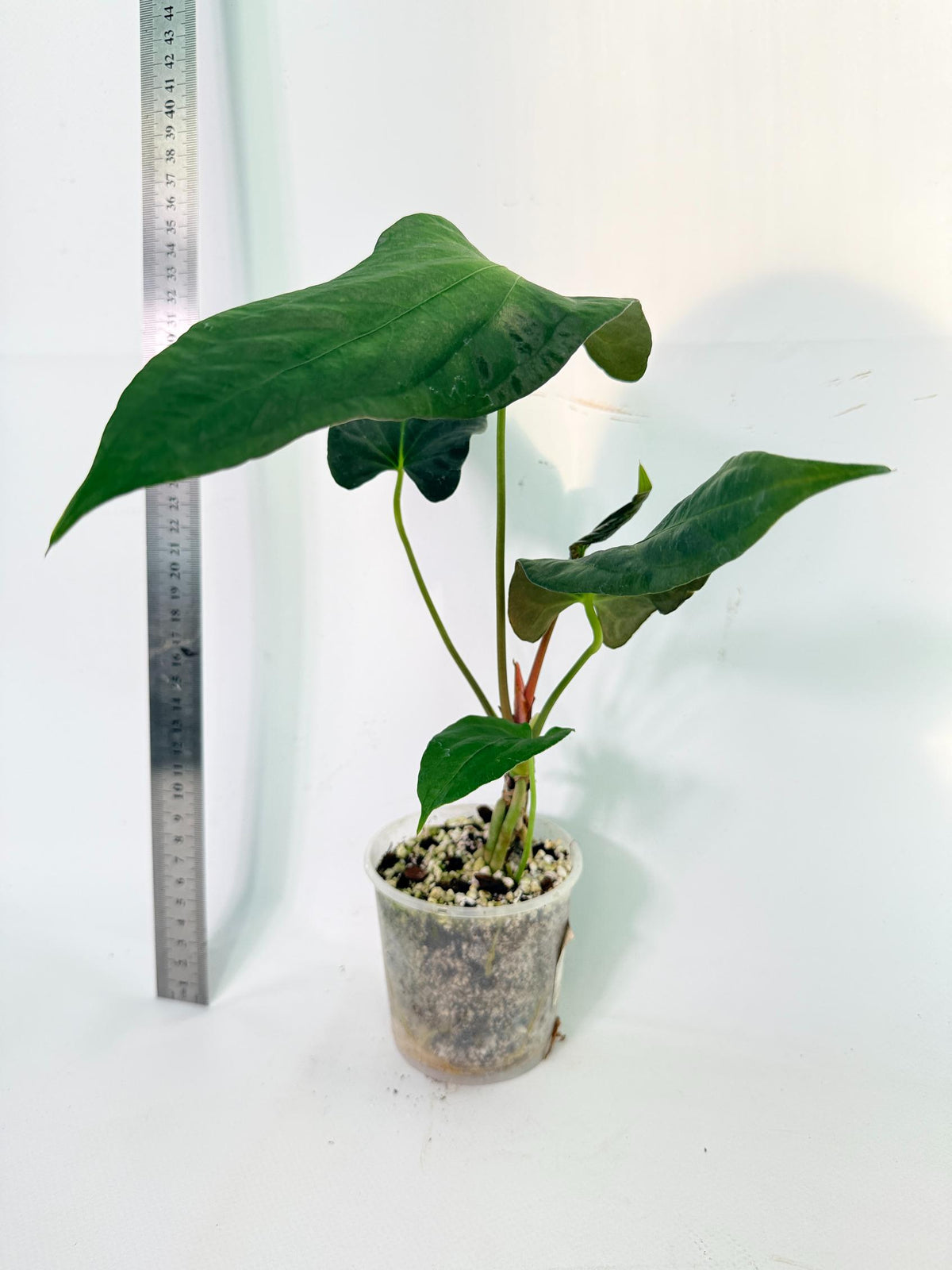 Anthurium Papillilaminum 3