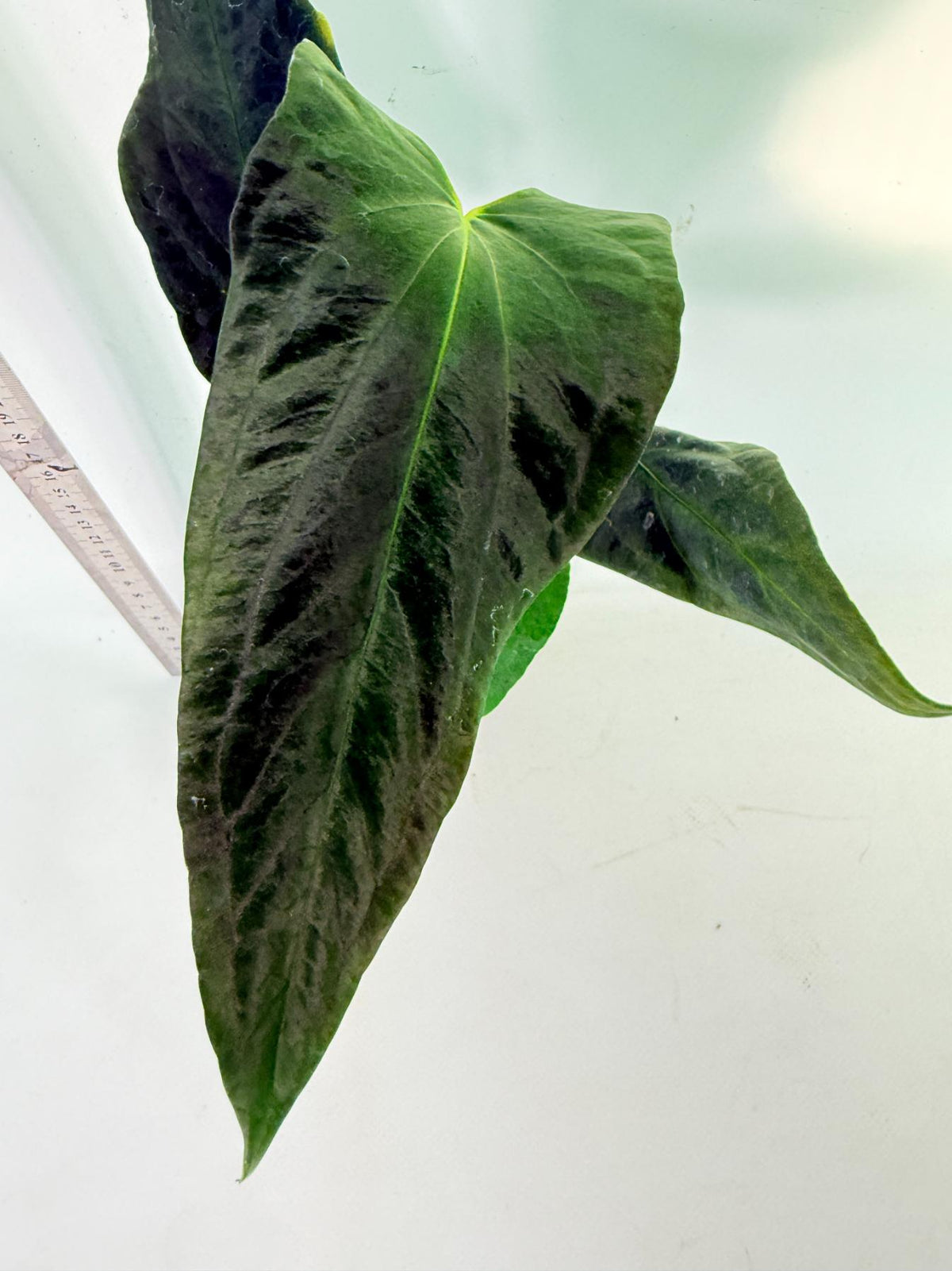 Anthurium Papillilaminum 1